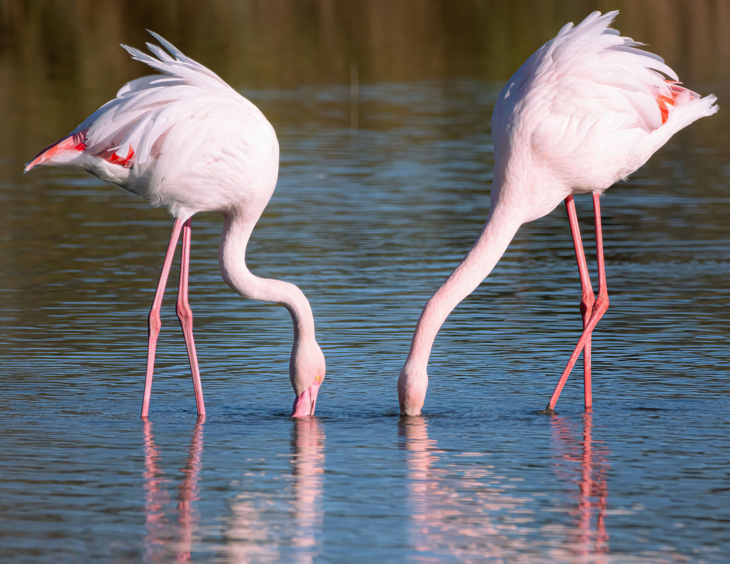 From the world of flamingos of Pont de Gau
