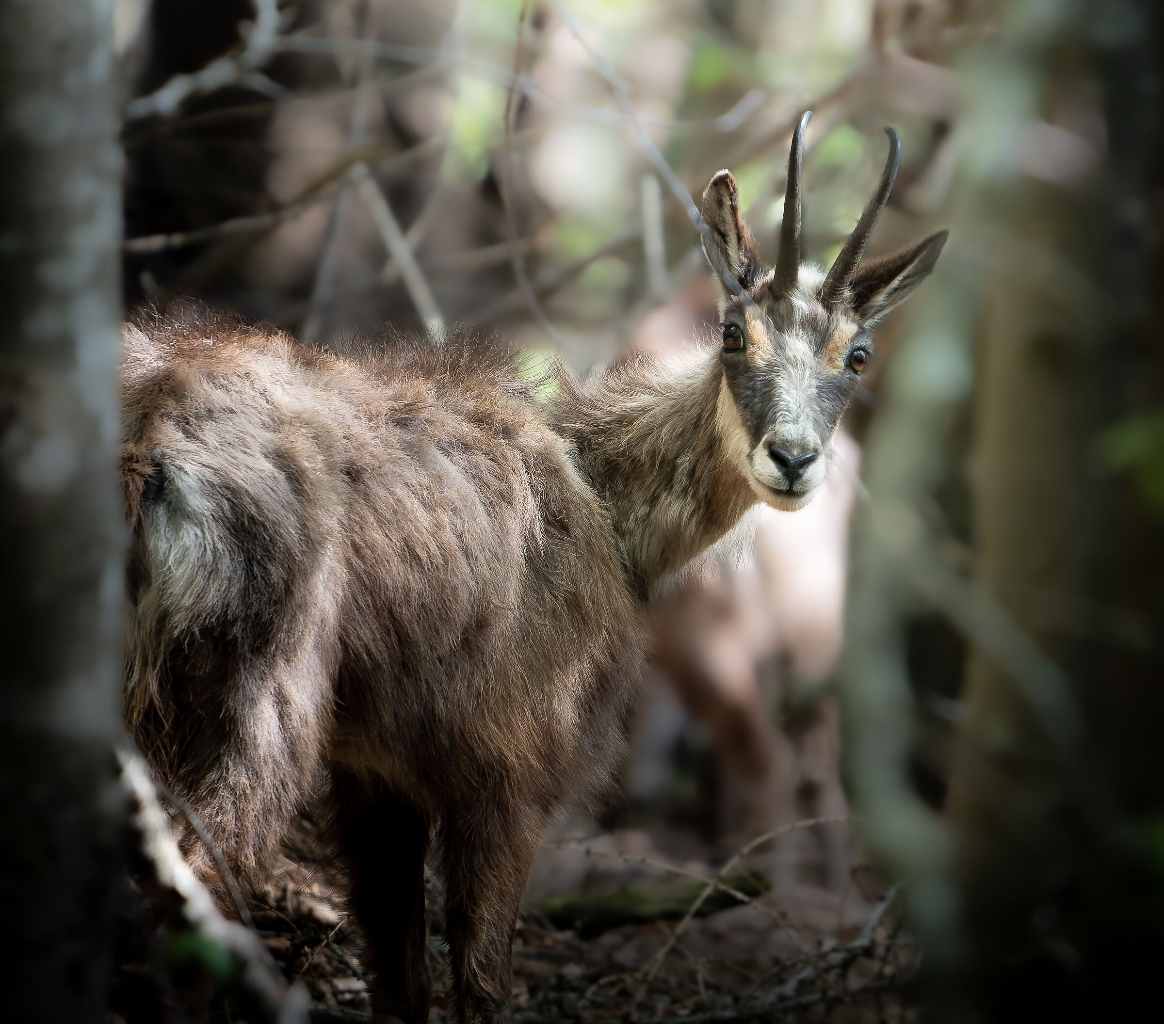 Camoscio nel bosco