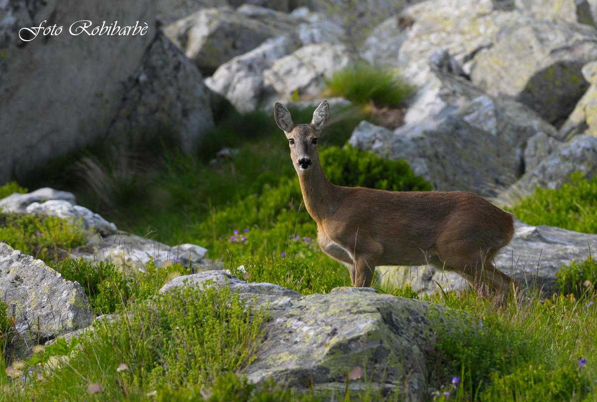 Capriola............