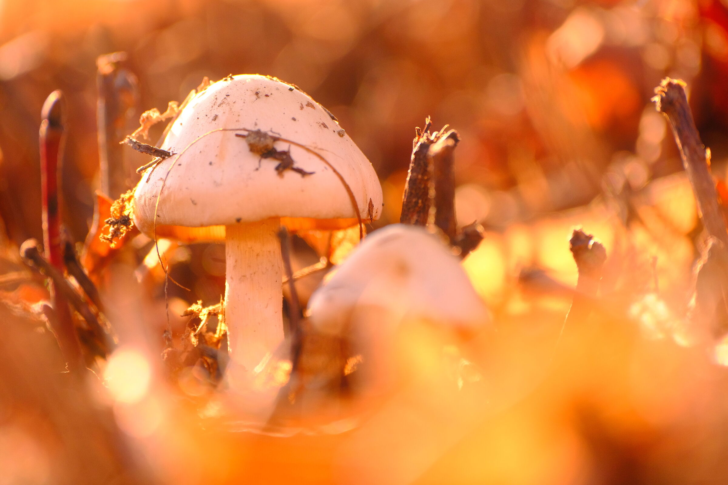 Autunno