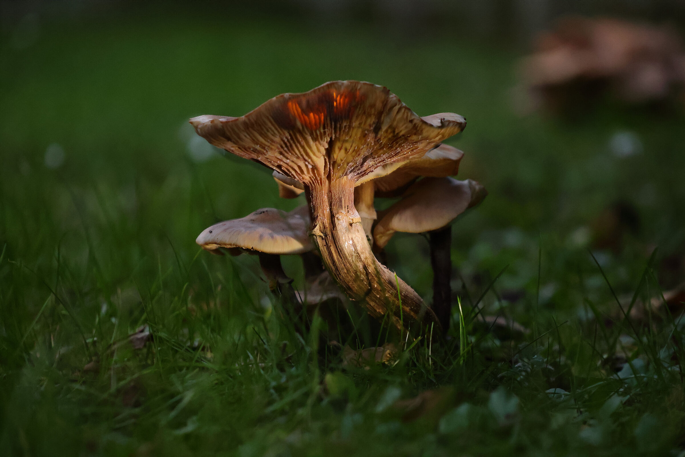 Fungal