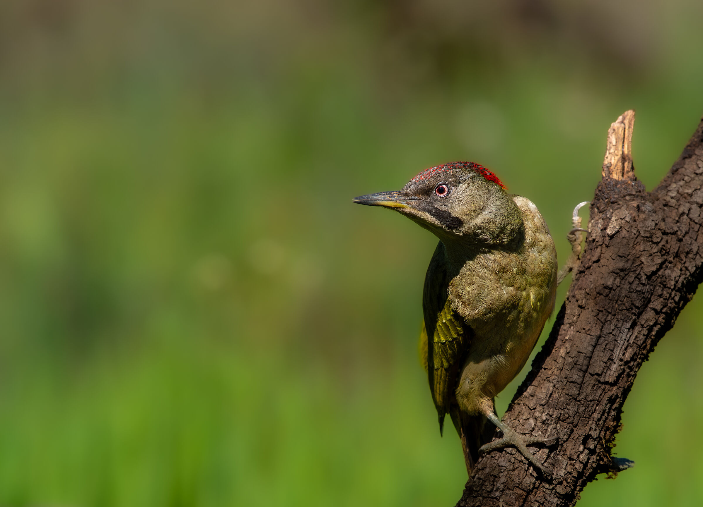 Picchio Verde