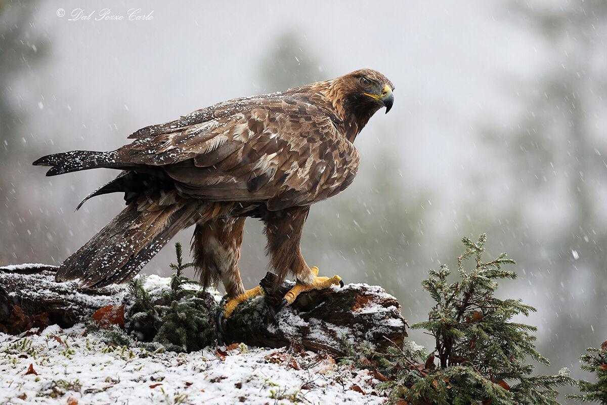 When autumn embraces winter...