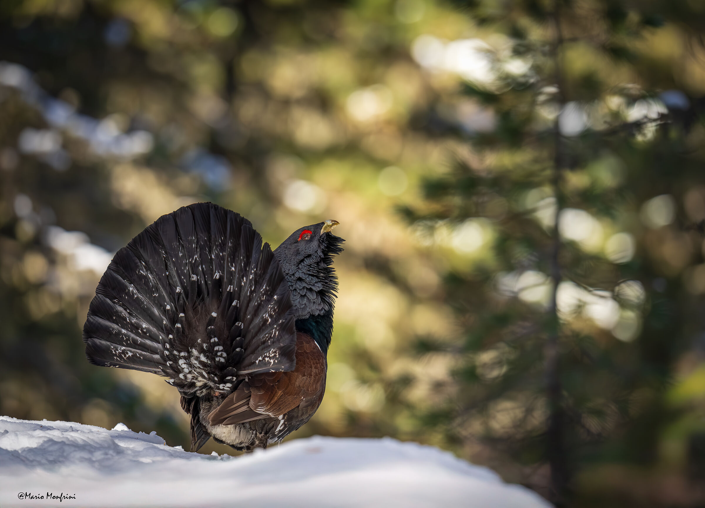 Il guardiano del bosco