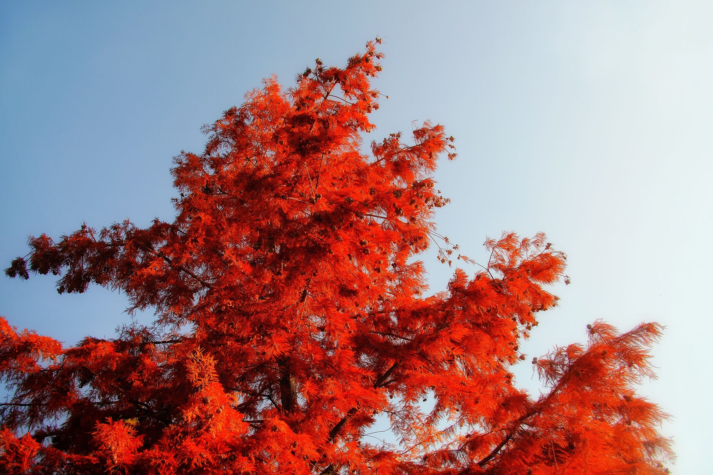 Autunno di fuoco