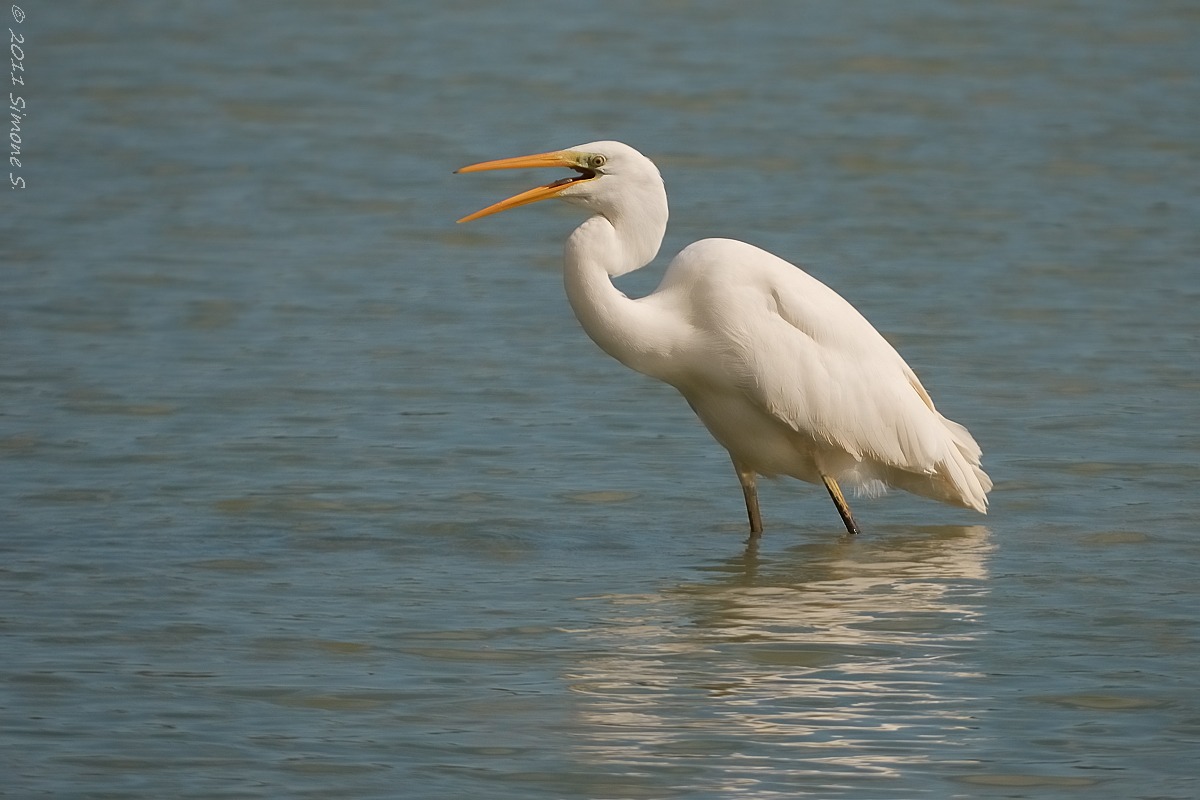 Great Egret (Casmerodius albus)
