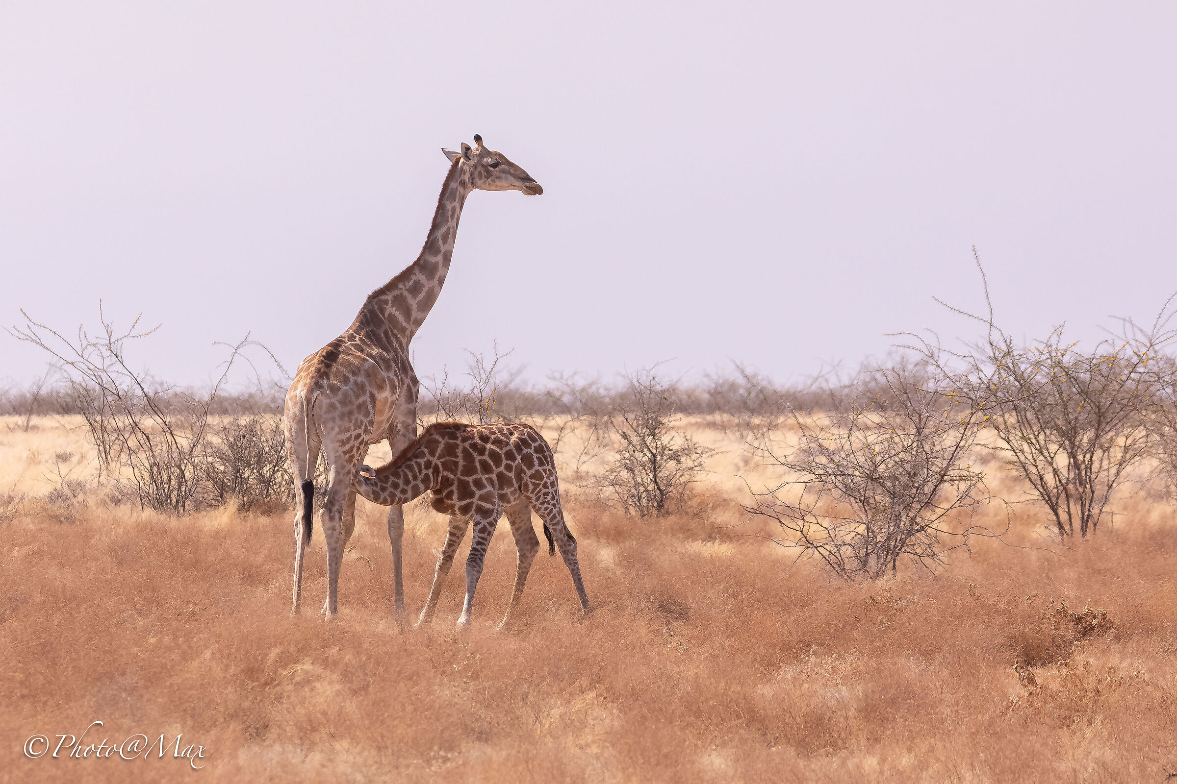 Etosha, la vita continua