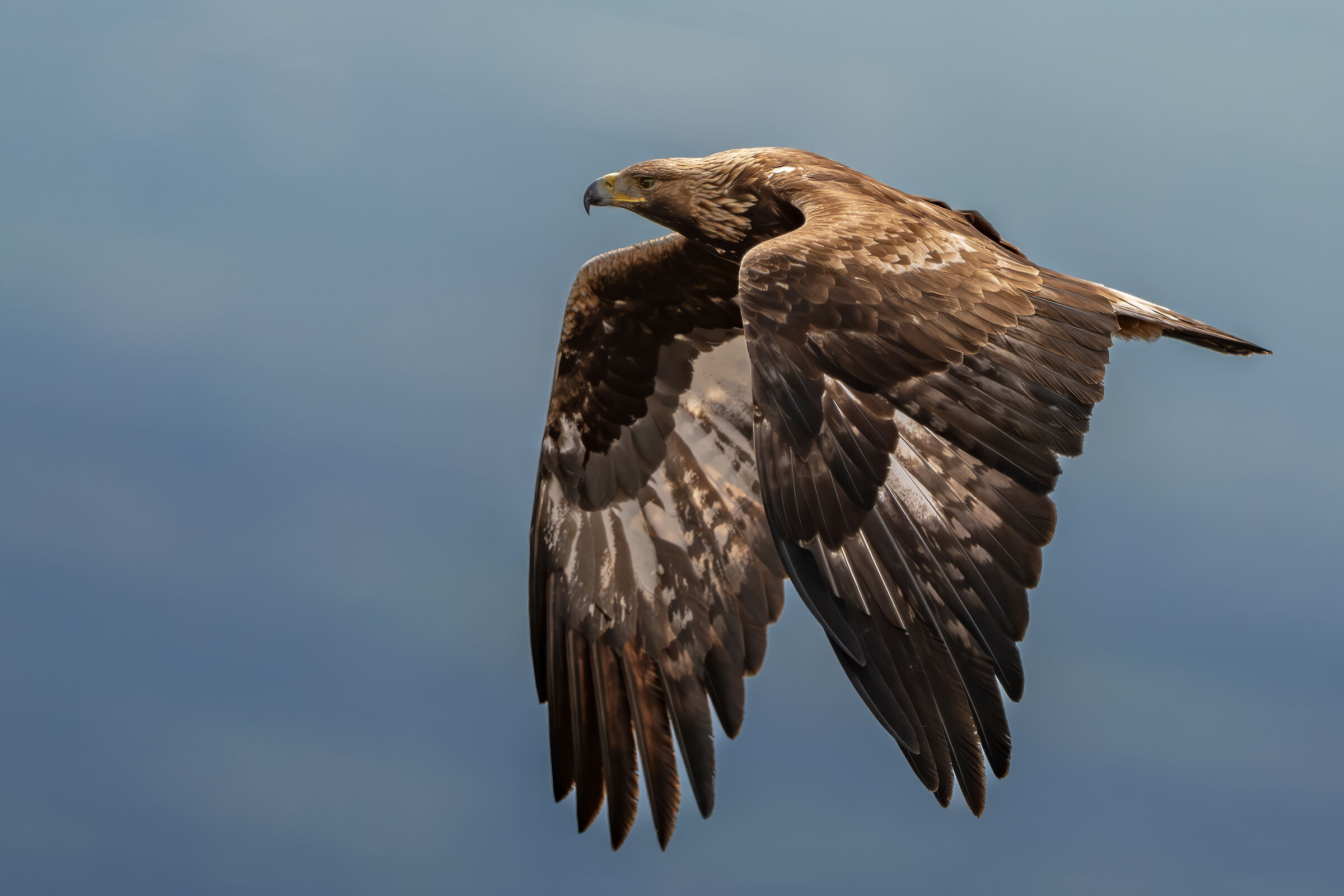 The beating of the eagle's wings