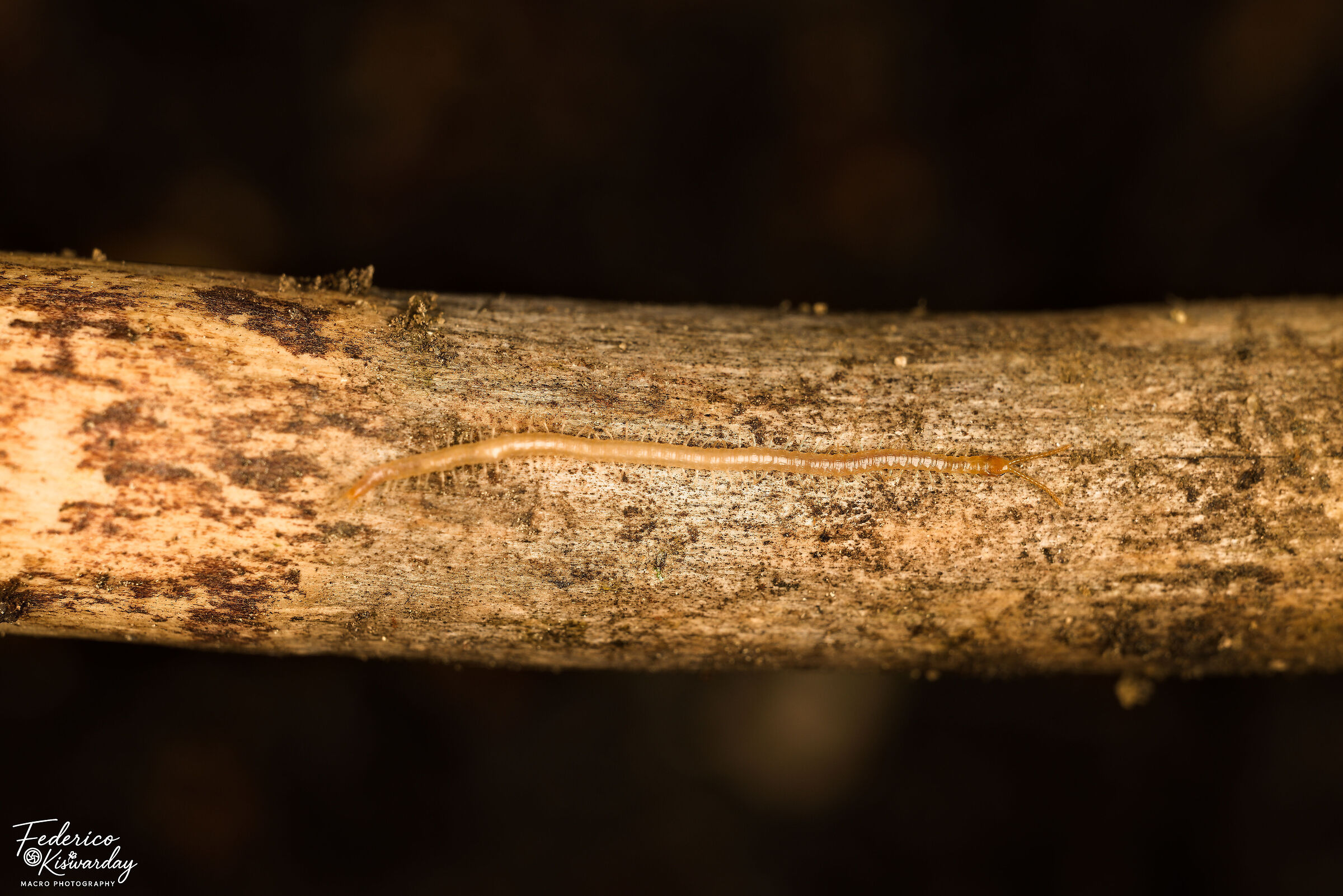 Geophilus sp.: the blind hunter of the underground