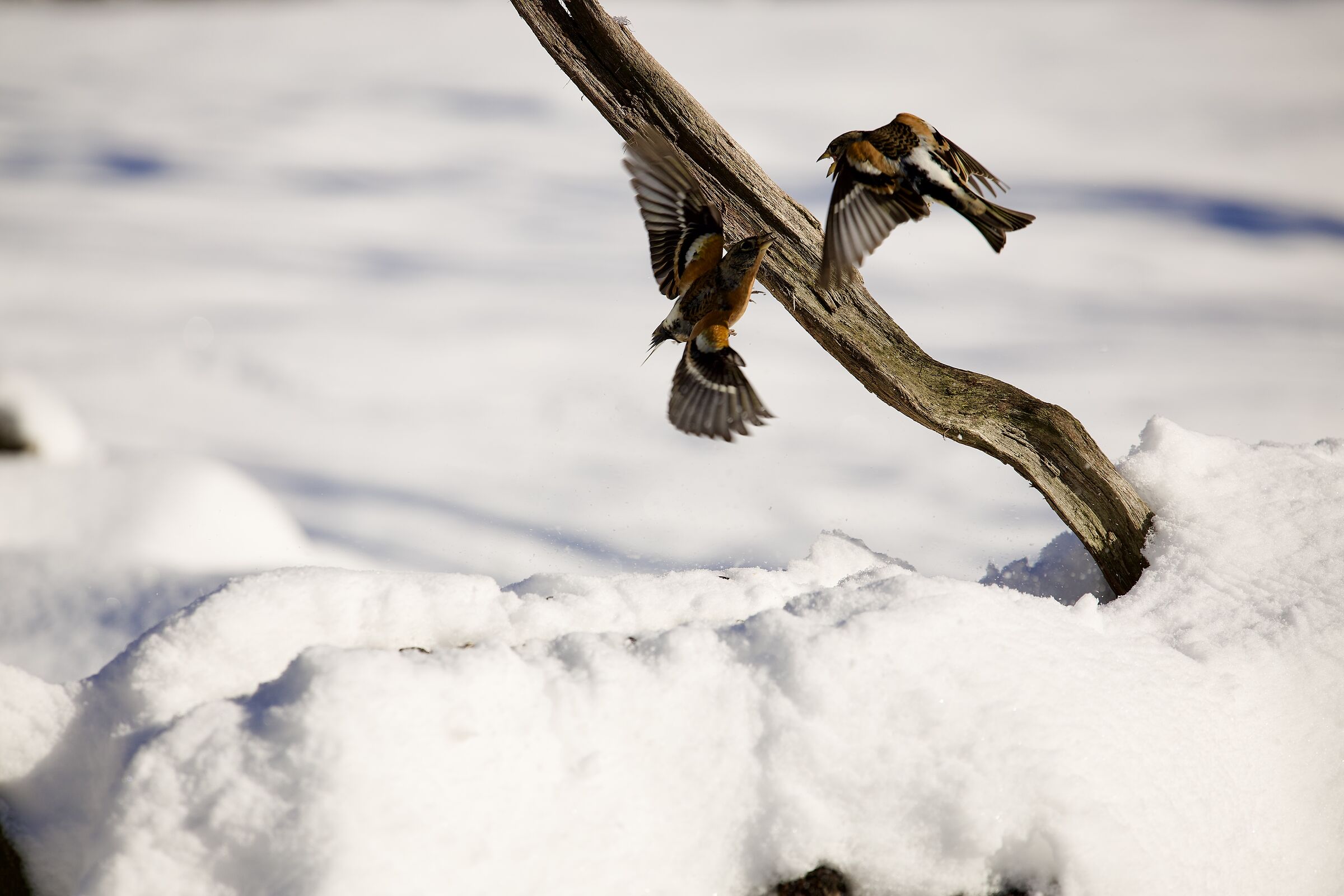 Brambling