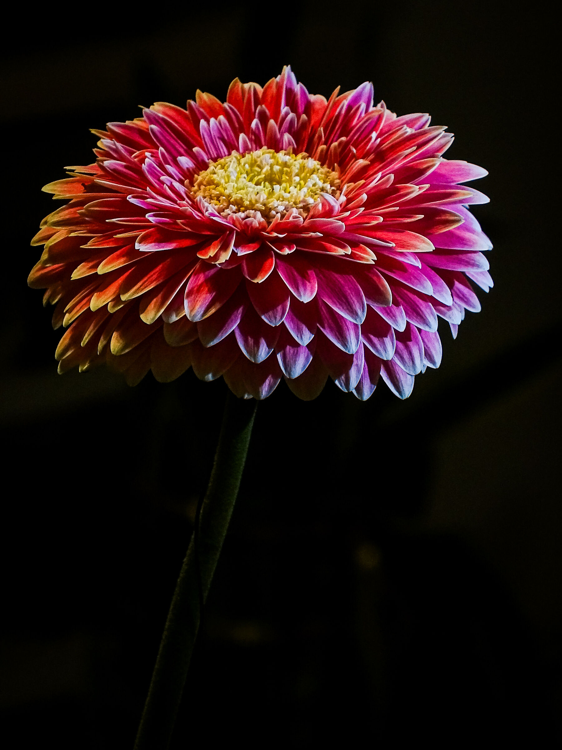 Gerbera