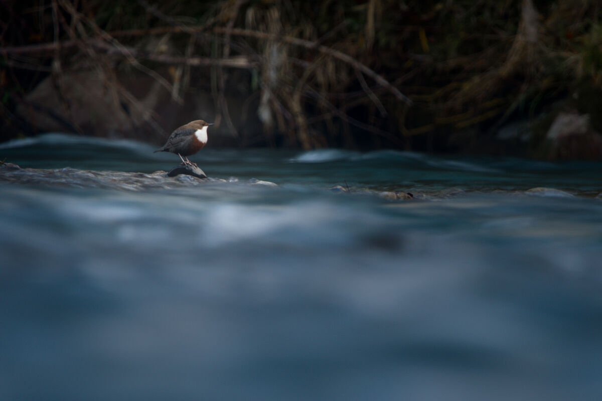 Dipper
