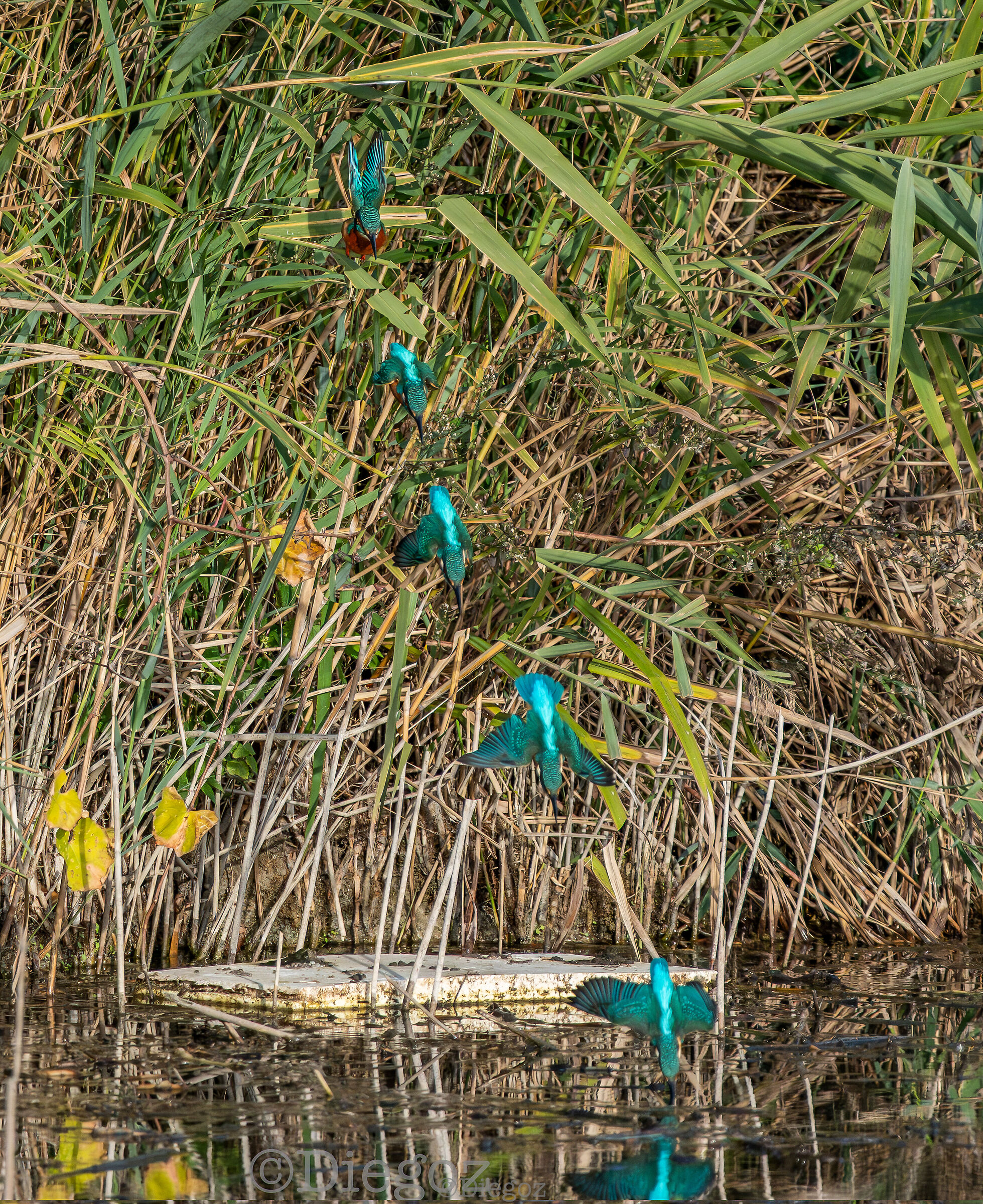 la caccia del pescatore