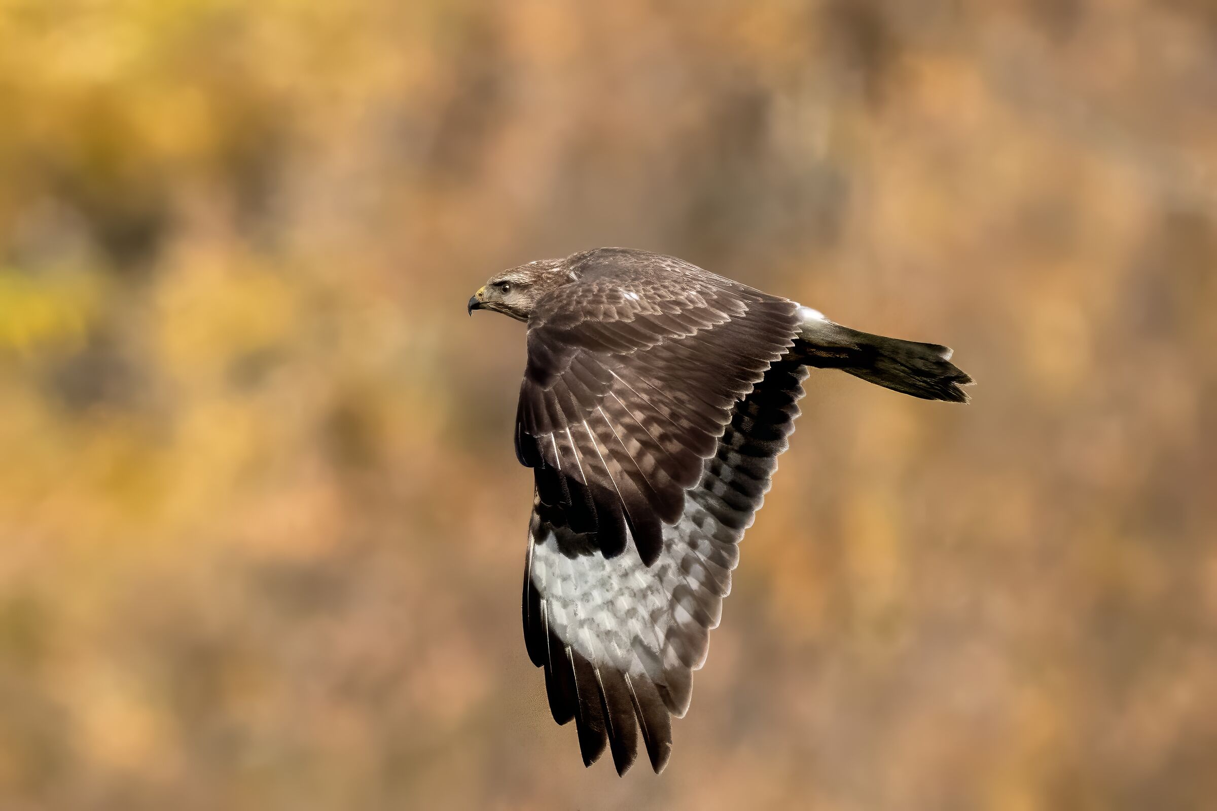 Poiana (Buteo buteo)