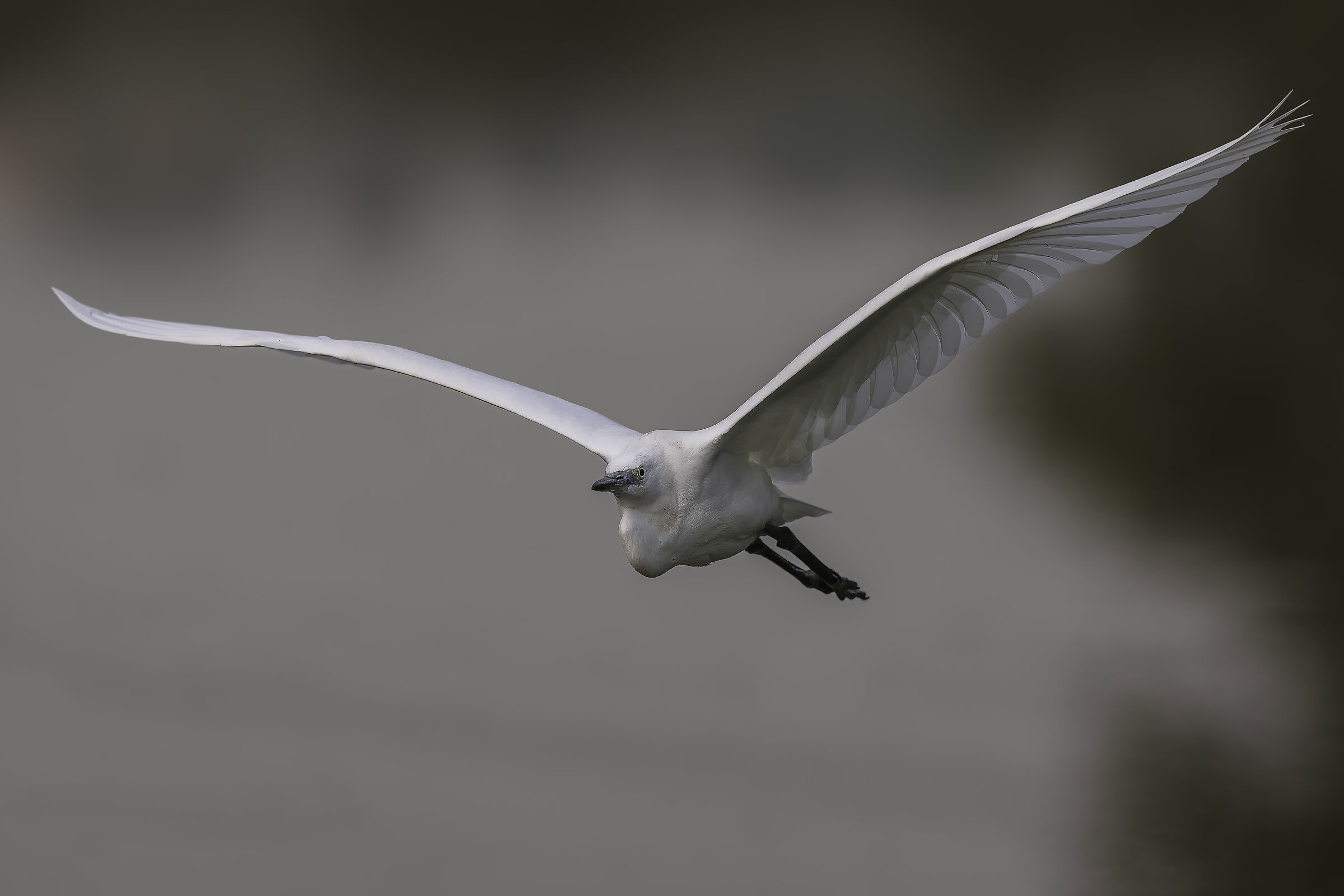 Egretta garzetta