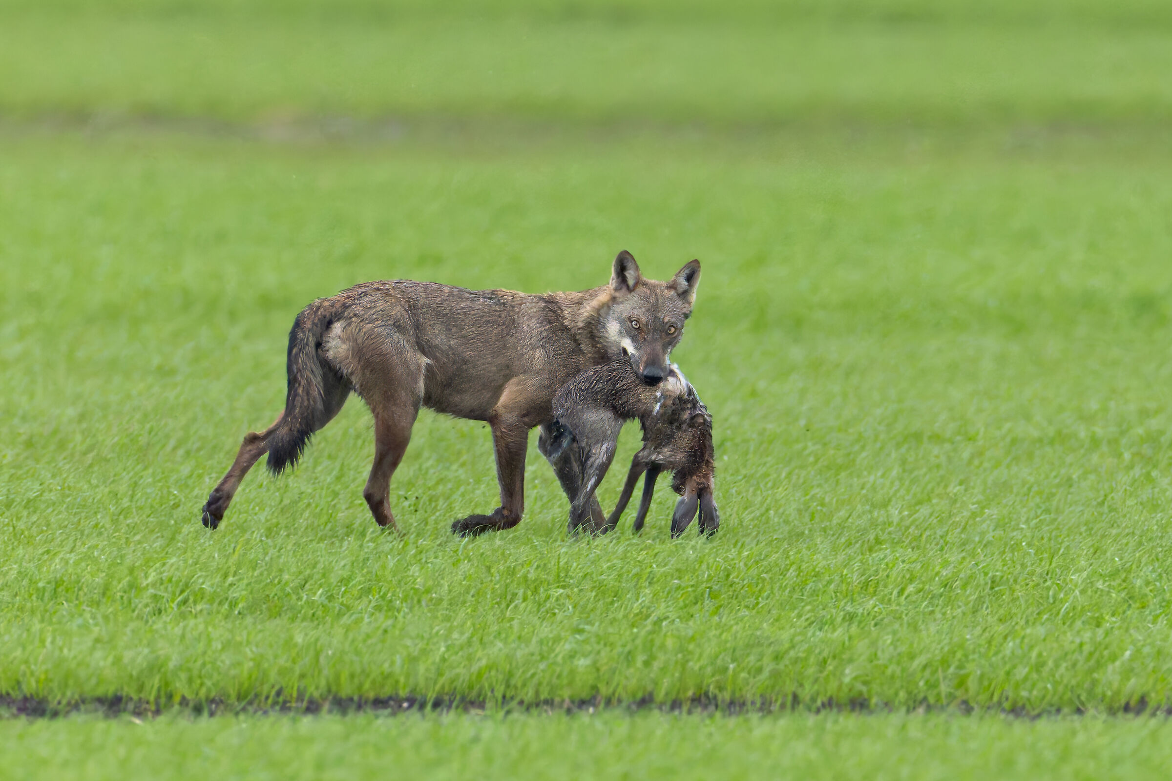WOLF WITH PREY