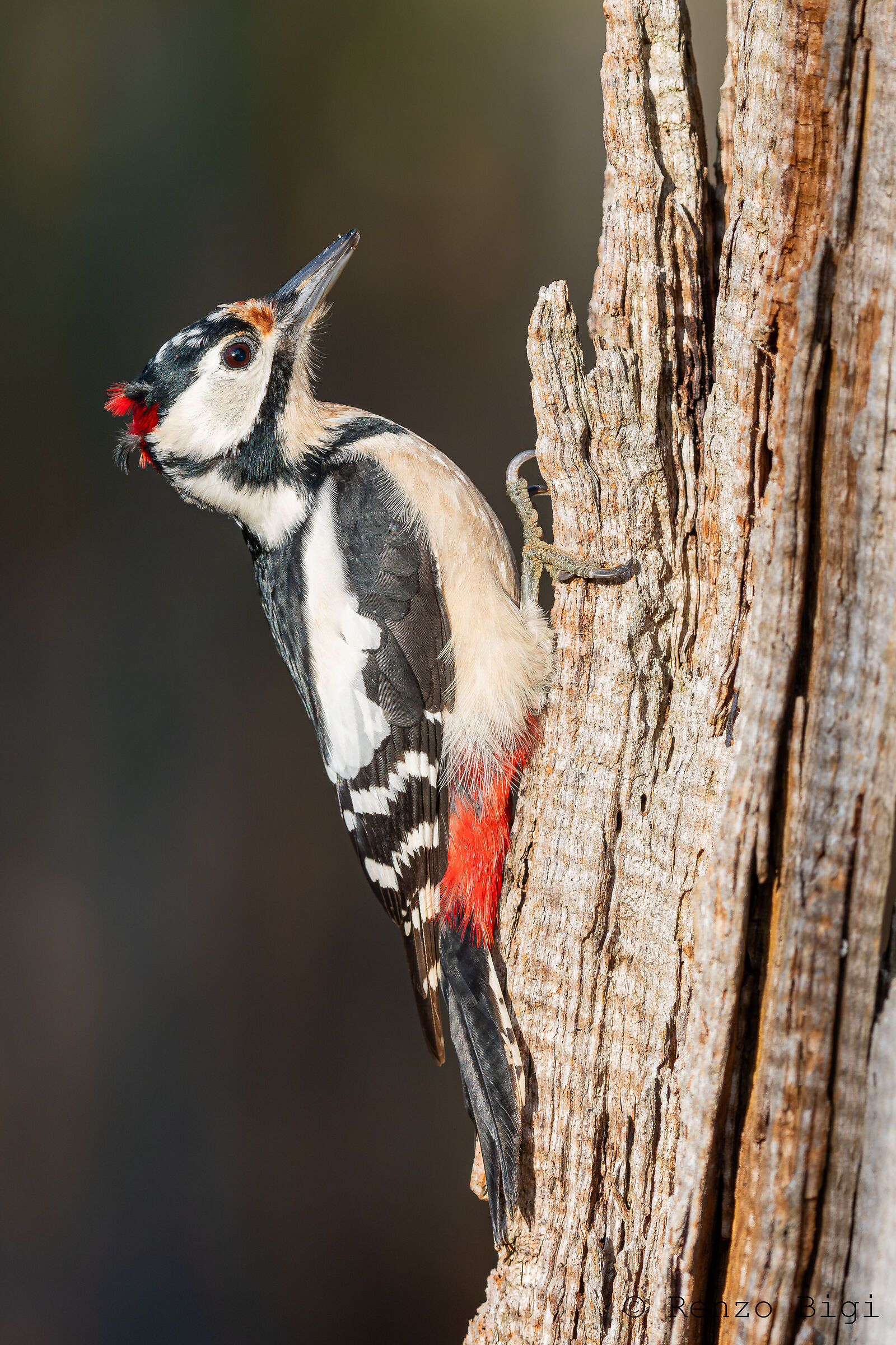 Picchio rosso maggiore