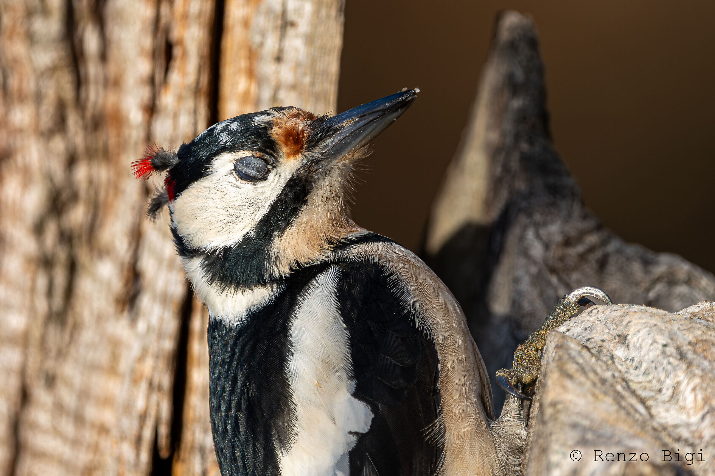 Picchio rosso maggiore