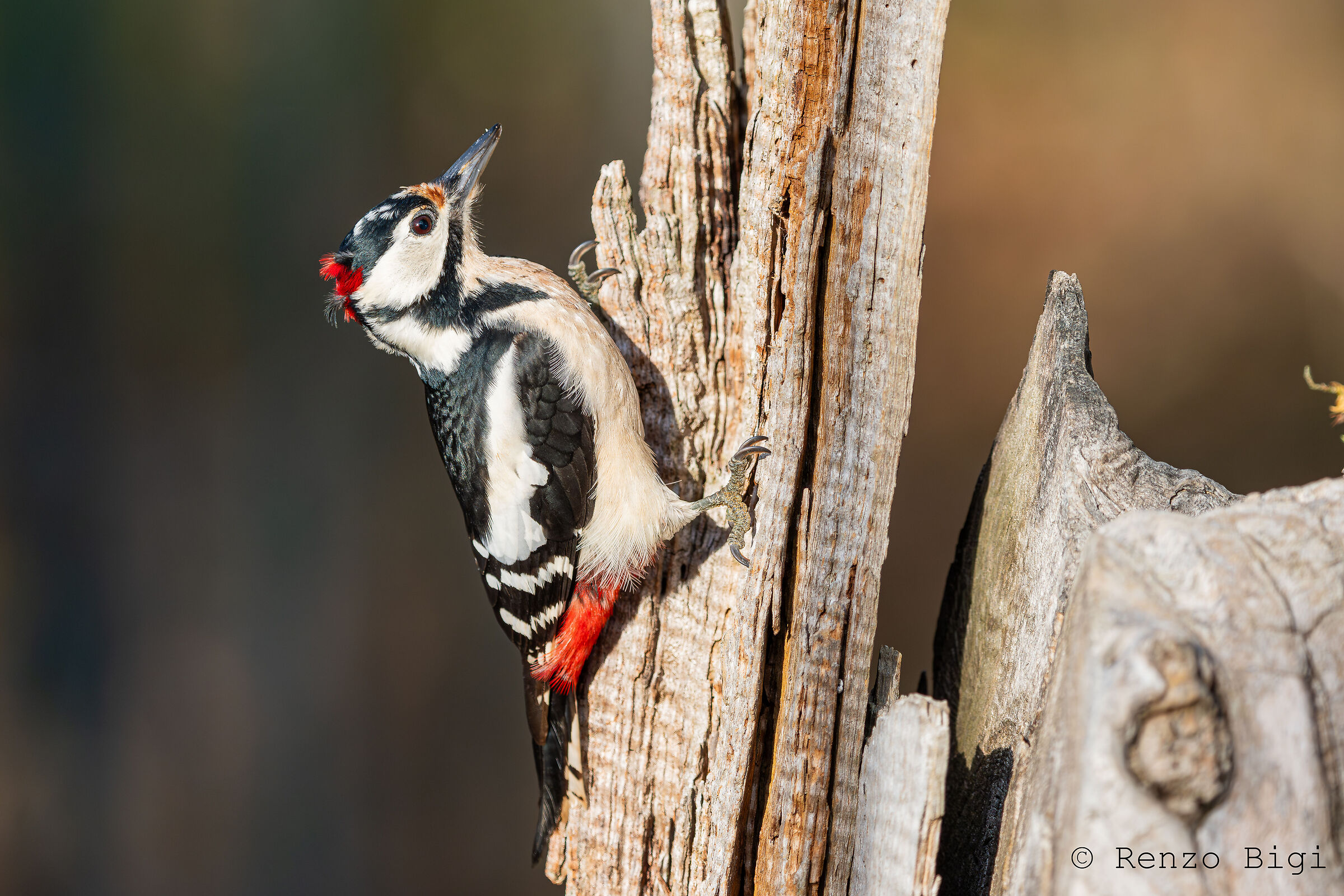 Picchio rosso maggiore