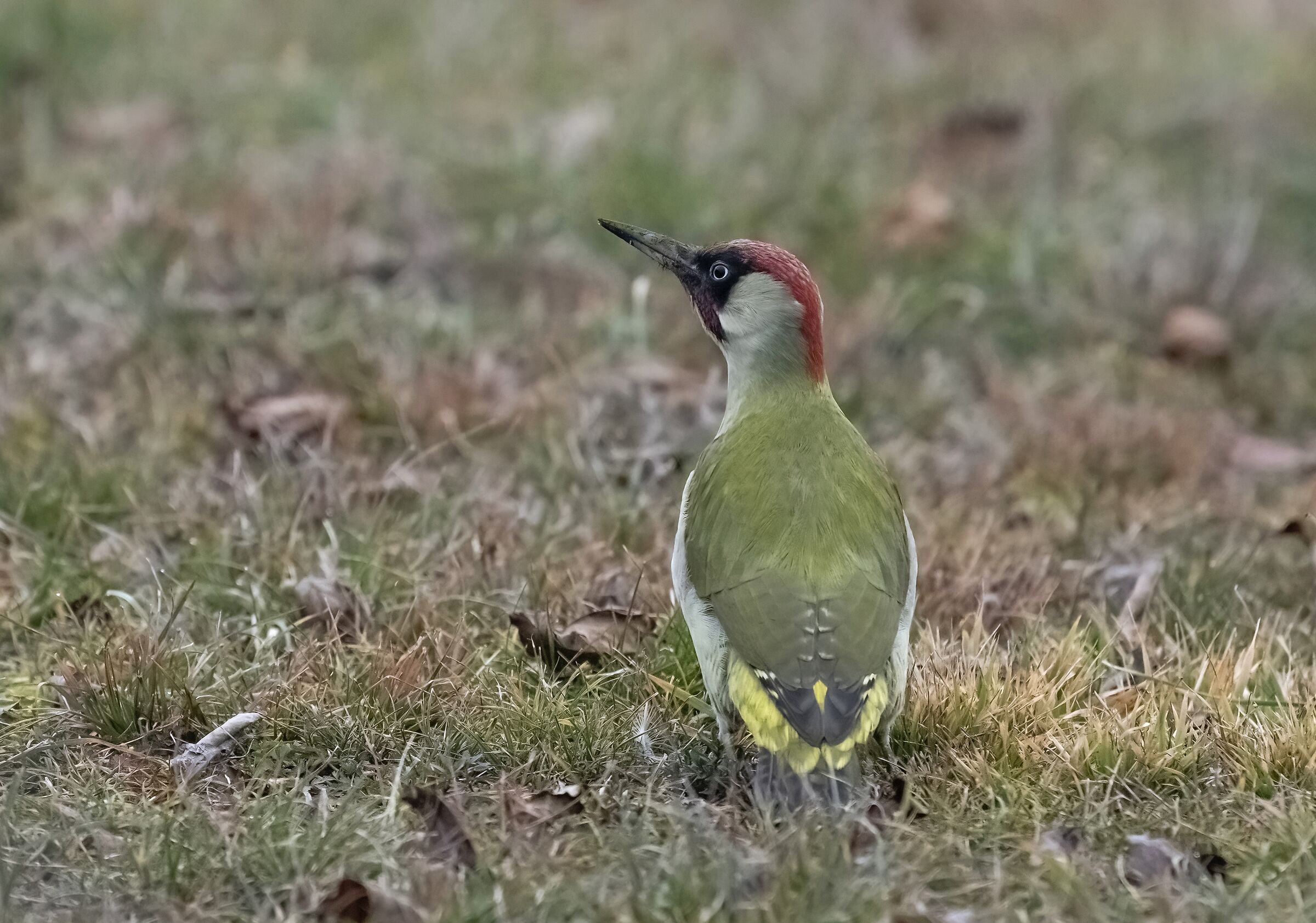 Picchio verde maschio
