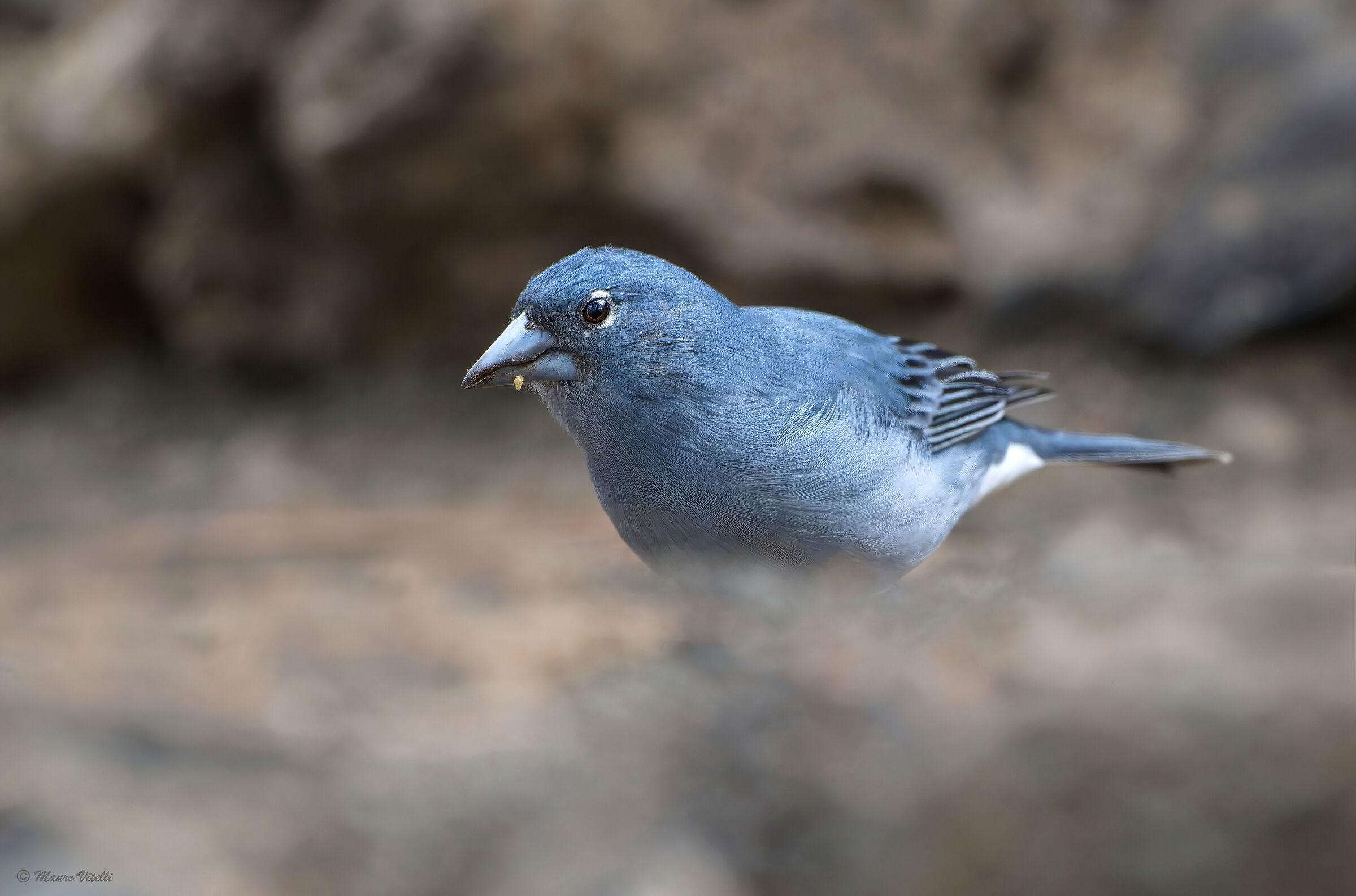 Tenerife blue finch (Fringilla teydea)