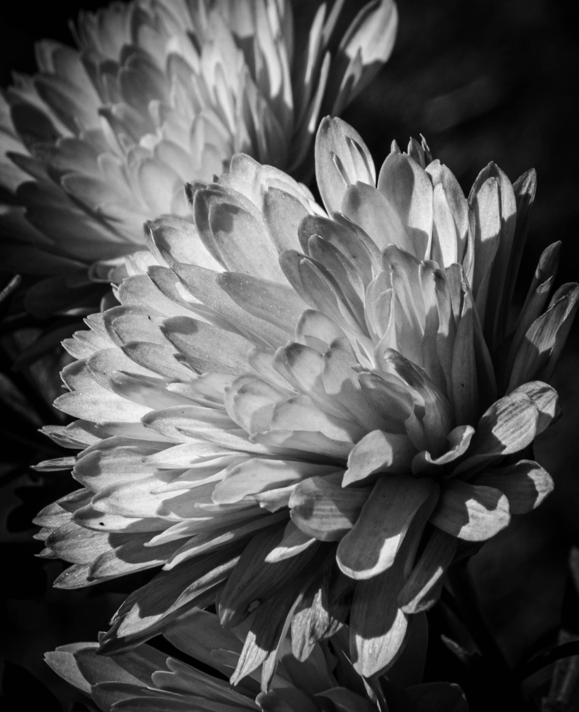 Rebirth
