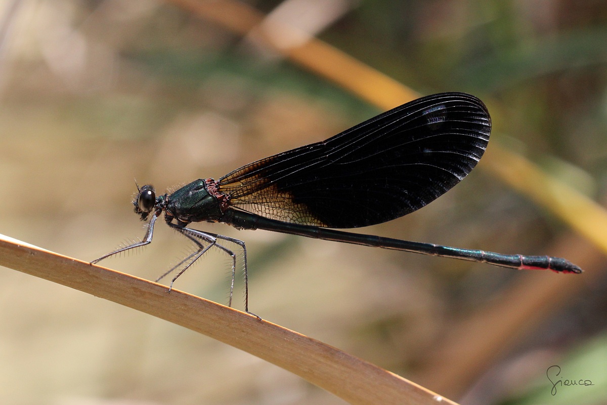 Female Calopteryx Virgo