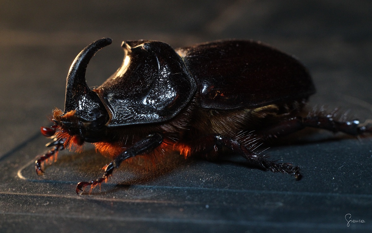 Male Rhinoceros Beetle