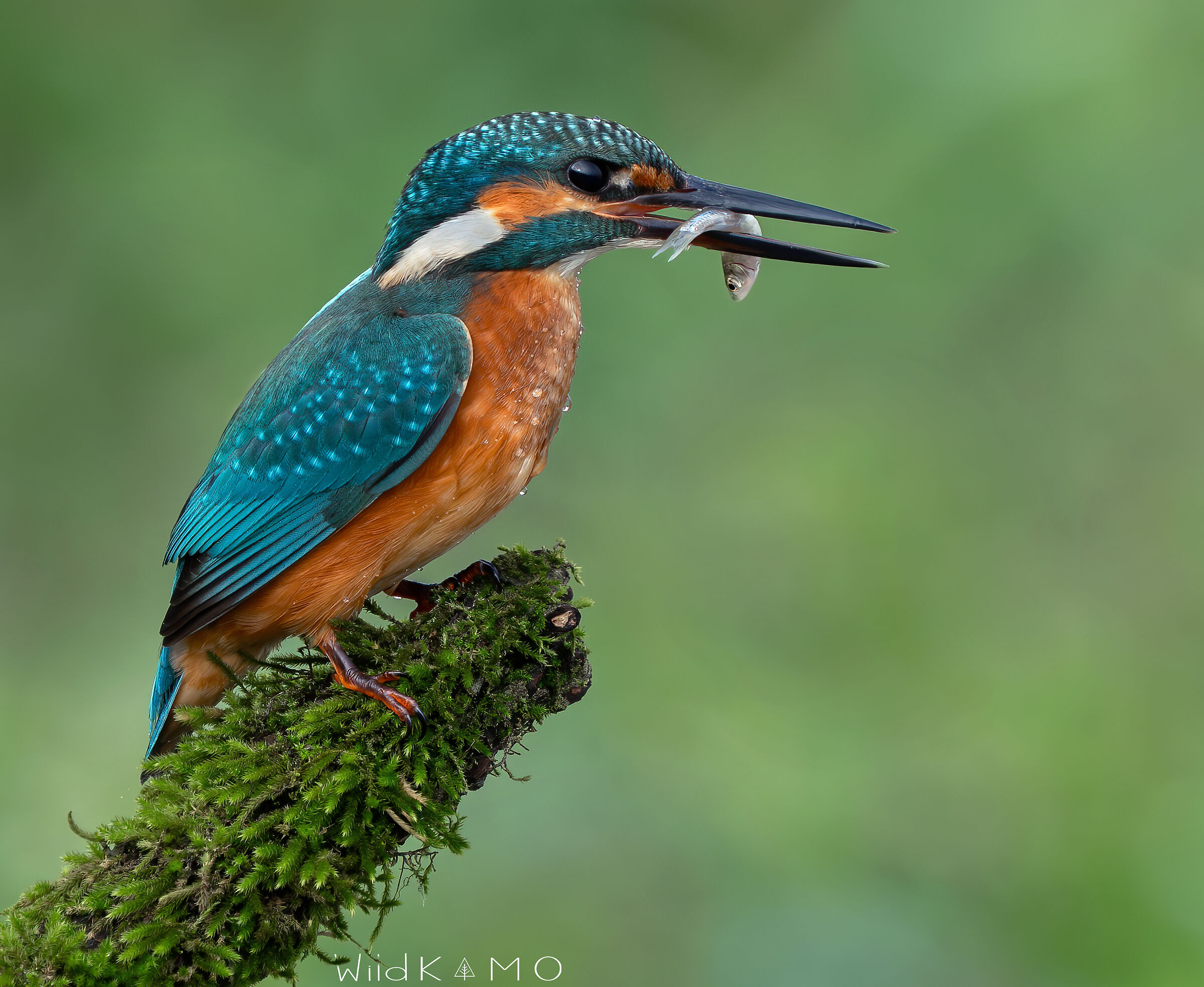 Un posatoio da sogno