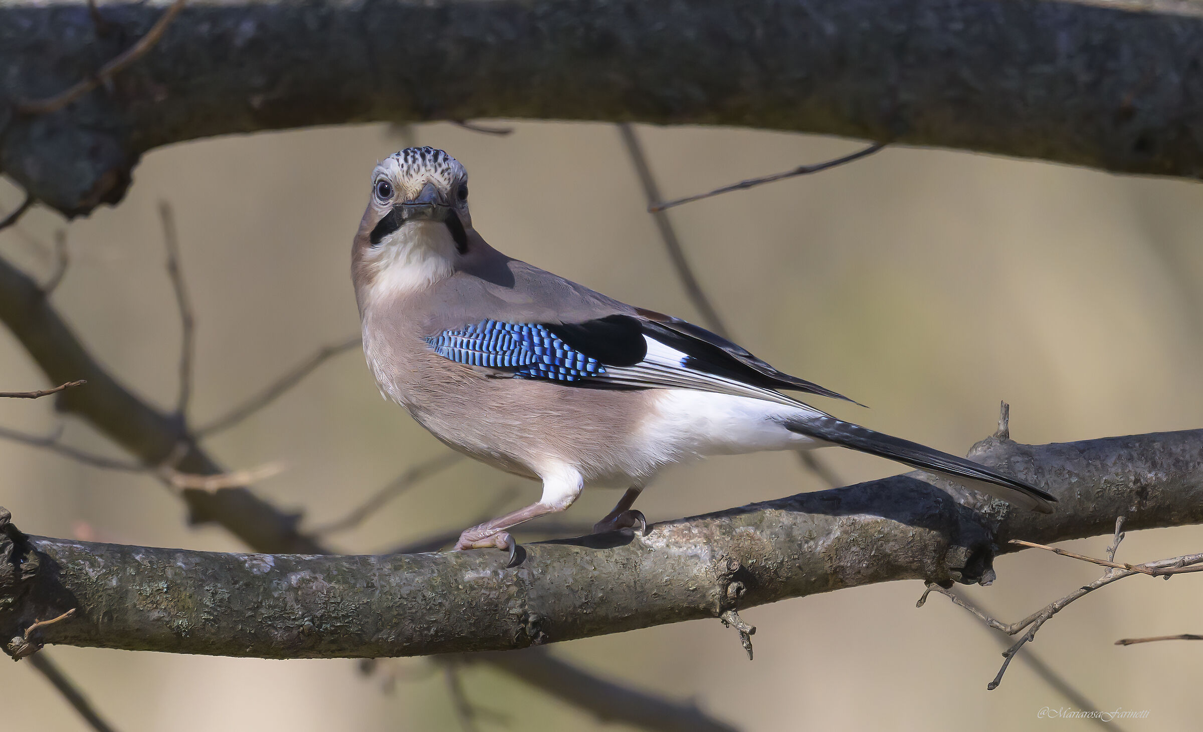Jay