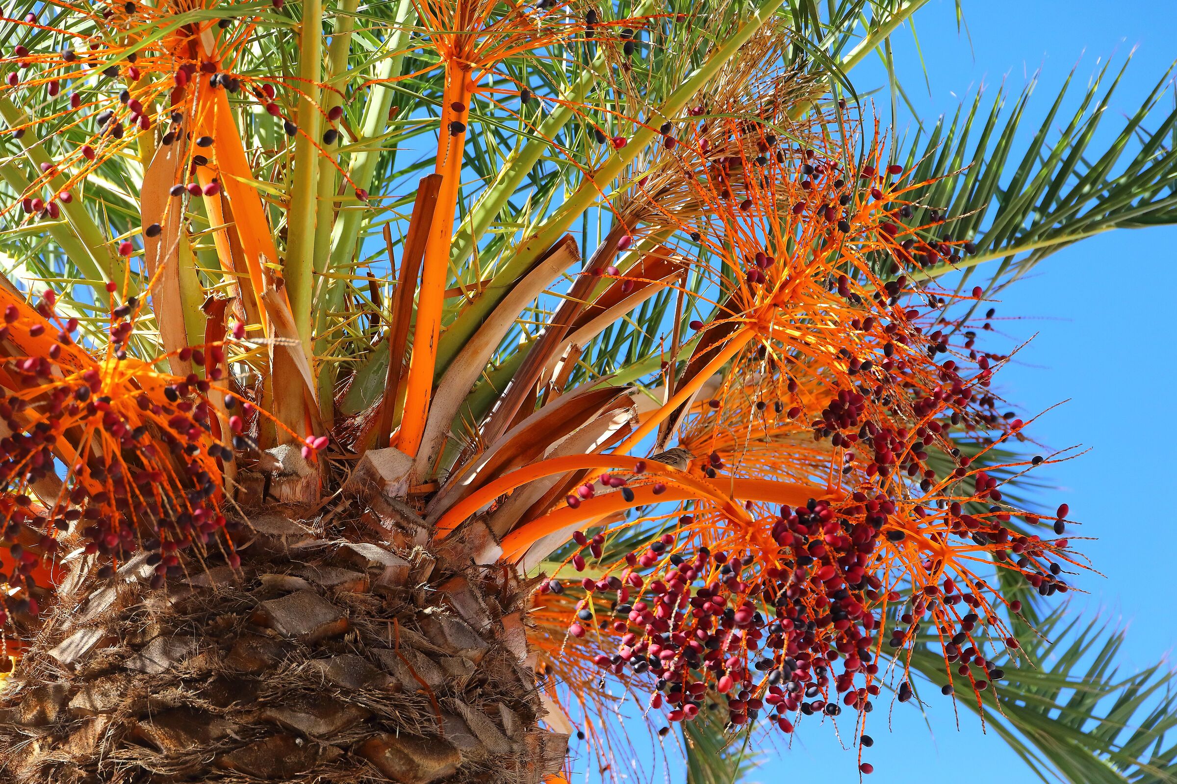 Datteri 06 ottobre 2025 - 0329