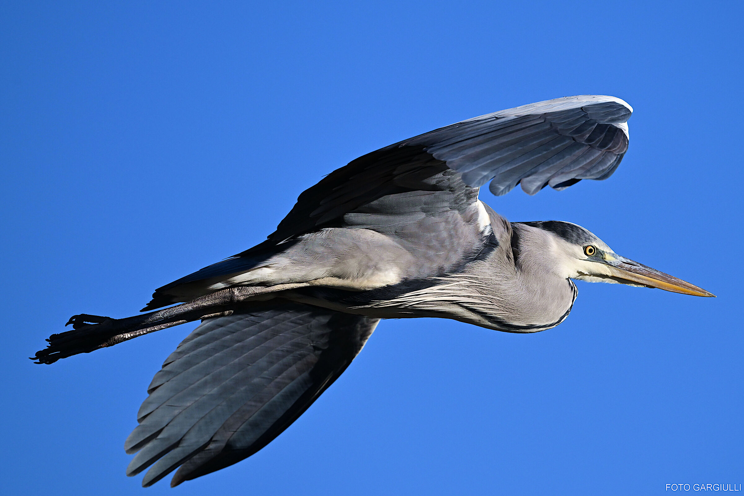 Grey heron
