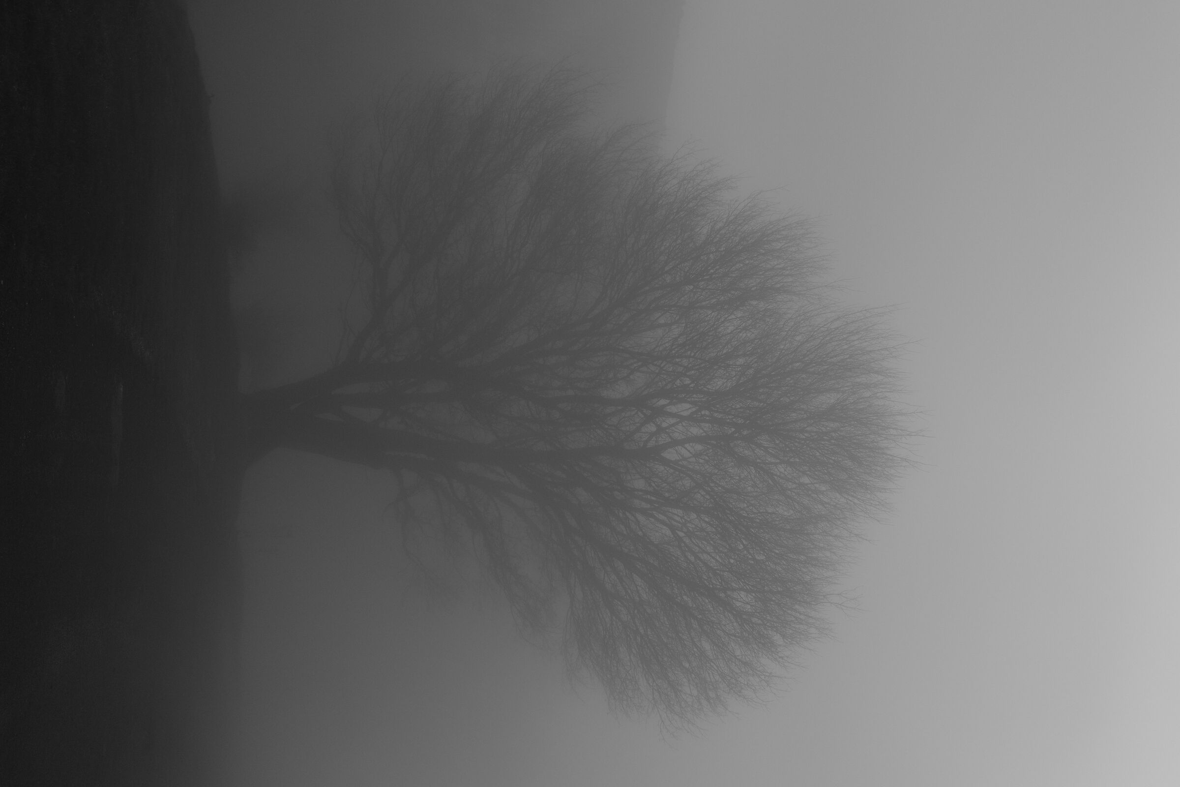 Albero nella nebbia