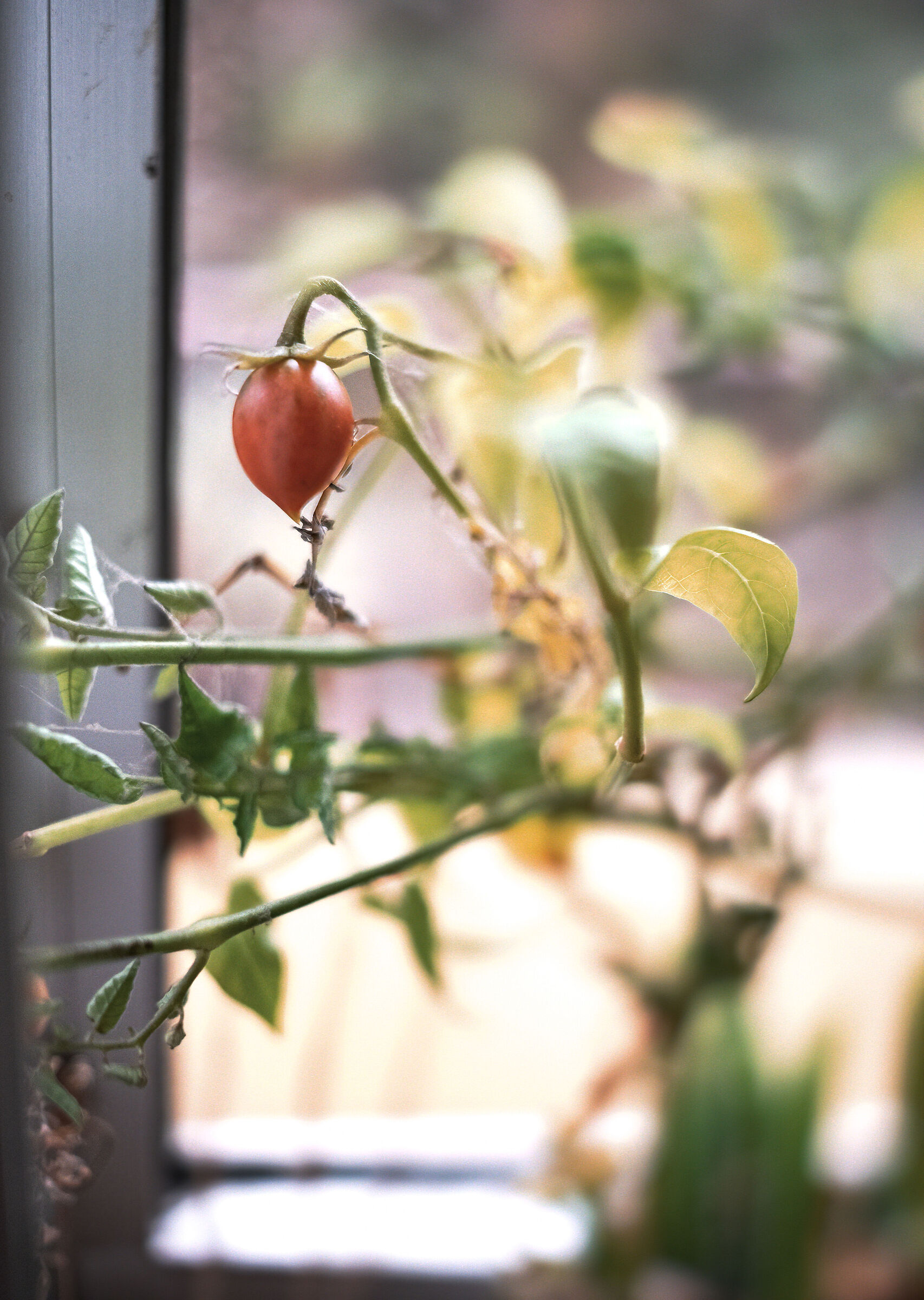 Test TTartisan 35 f1.4 TS