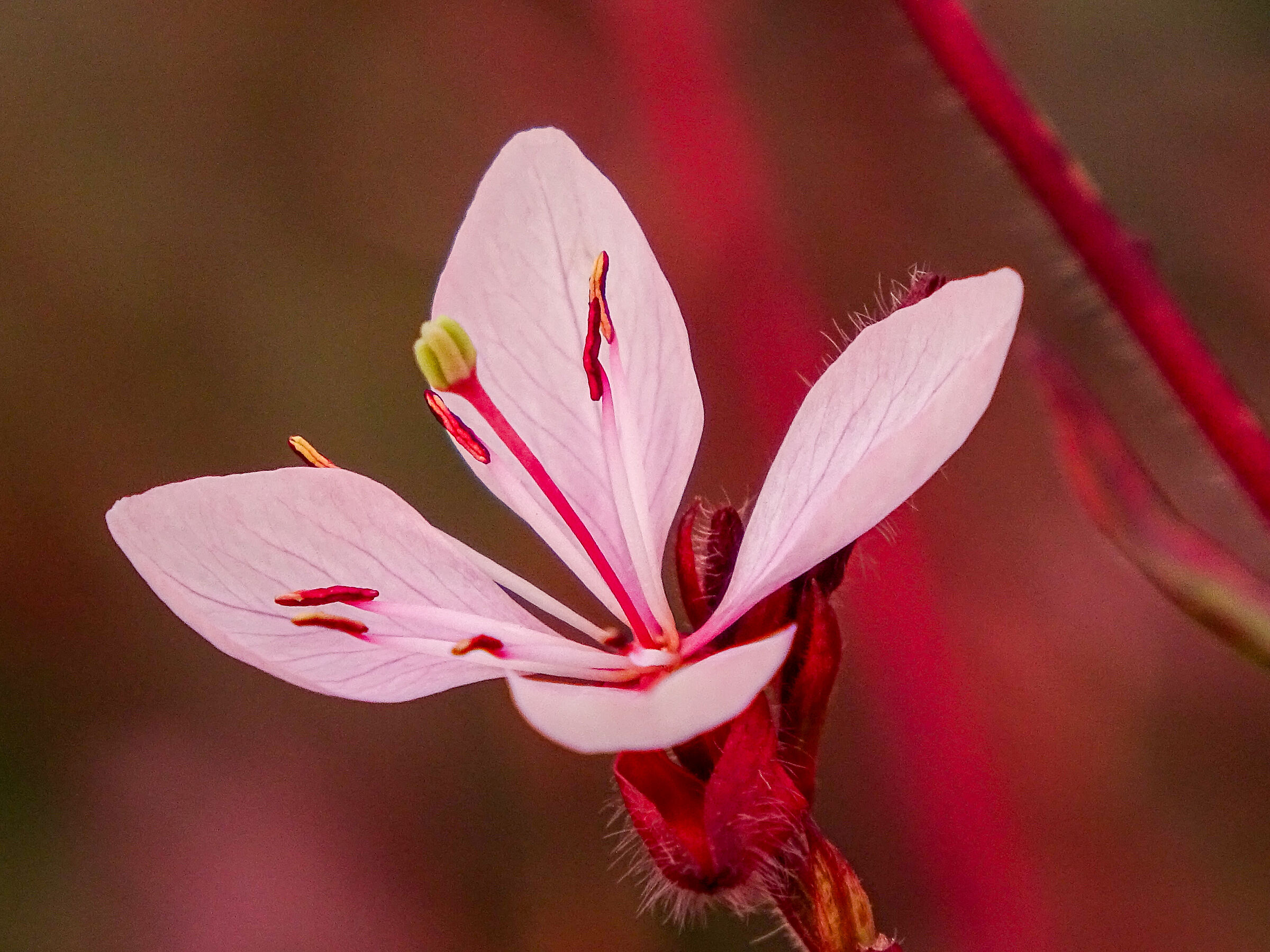 Gaura