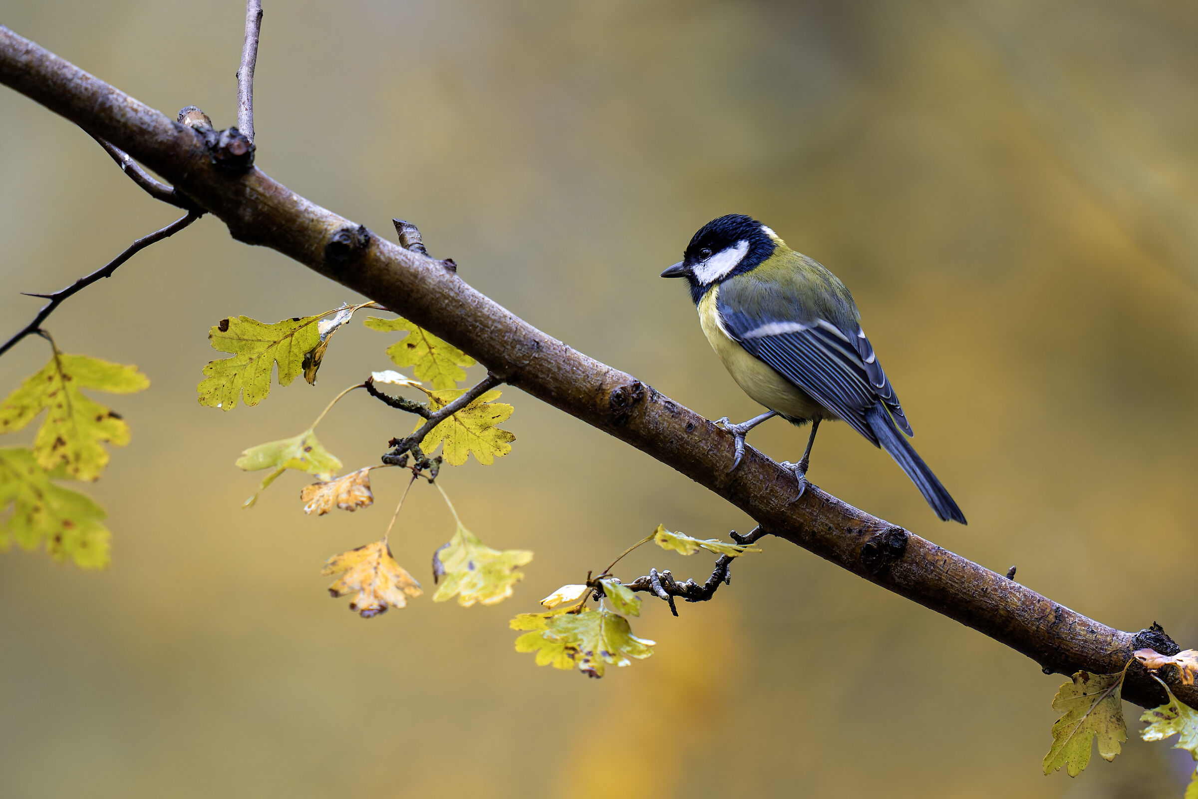 Parus Major