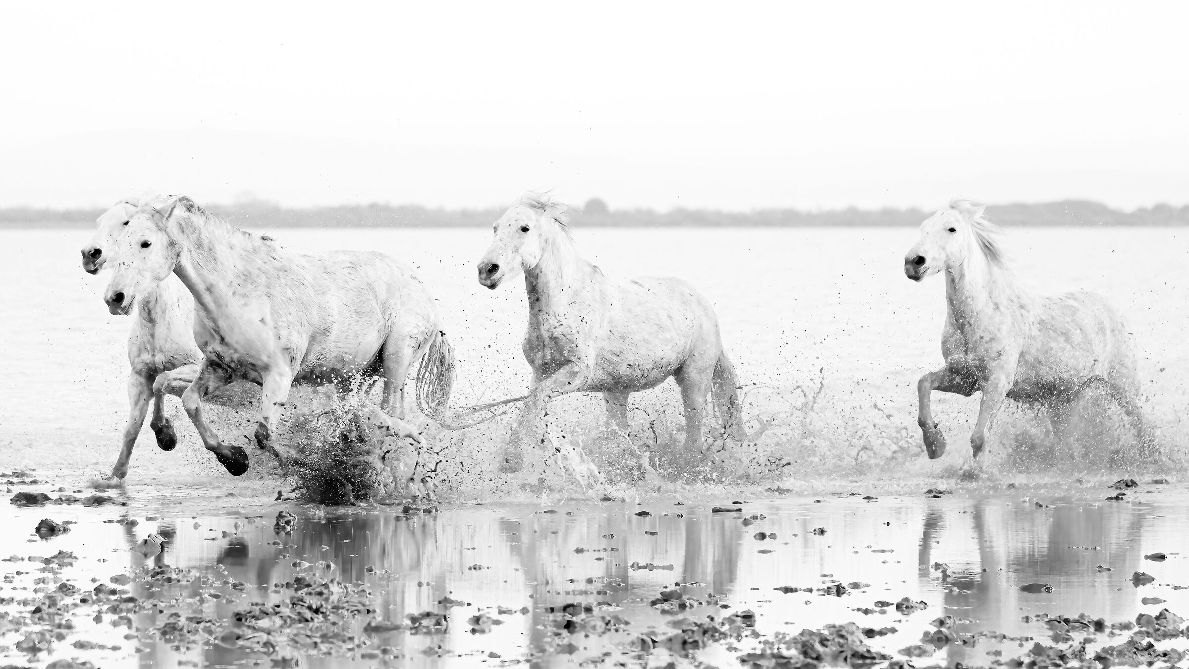 Cavalli Camargue al galoppo