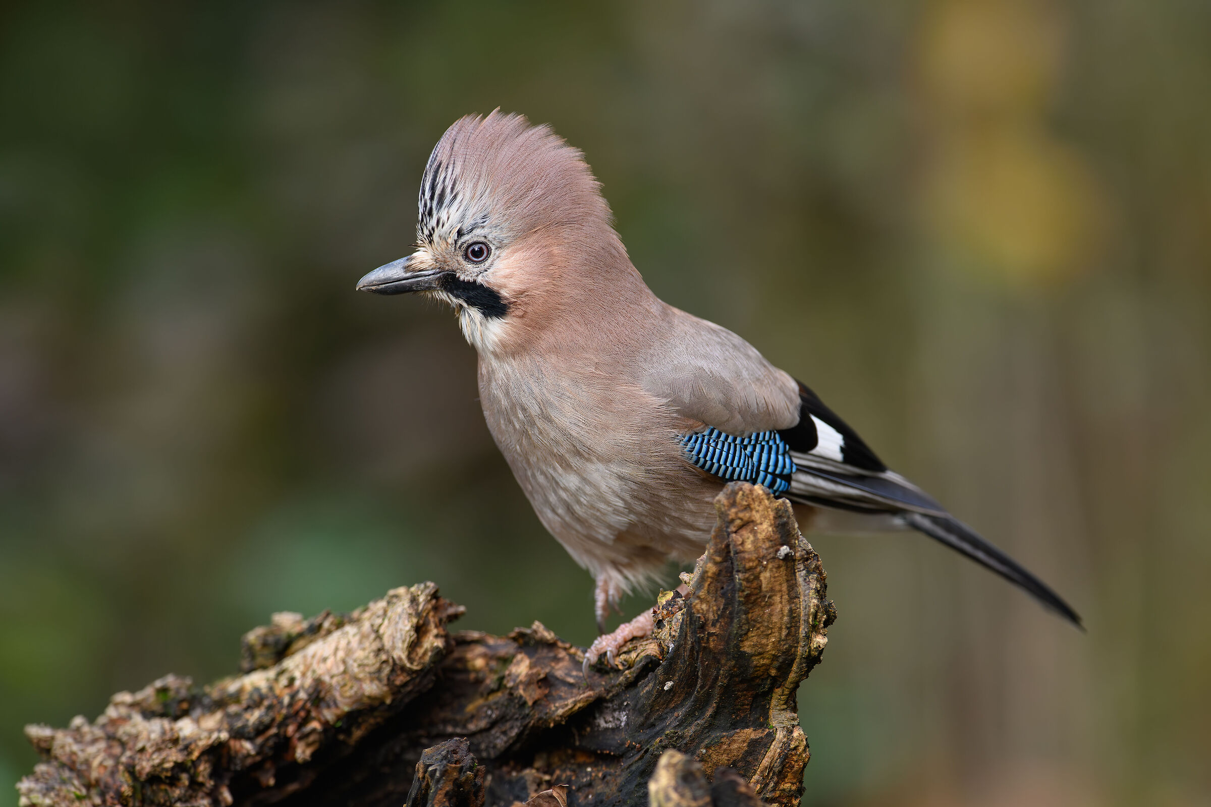 Jay with Tufted :D