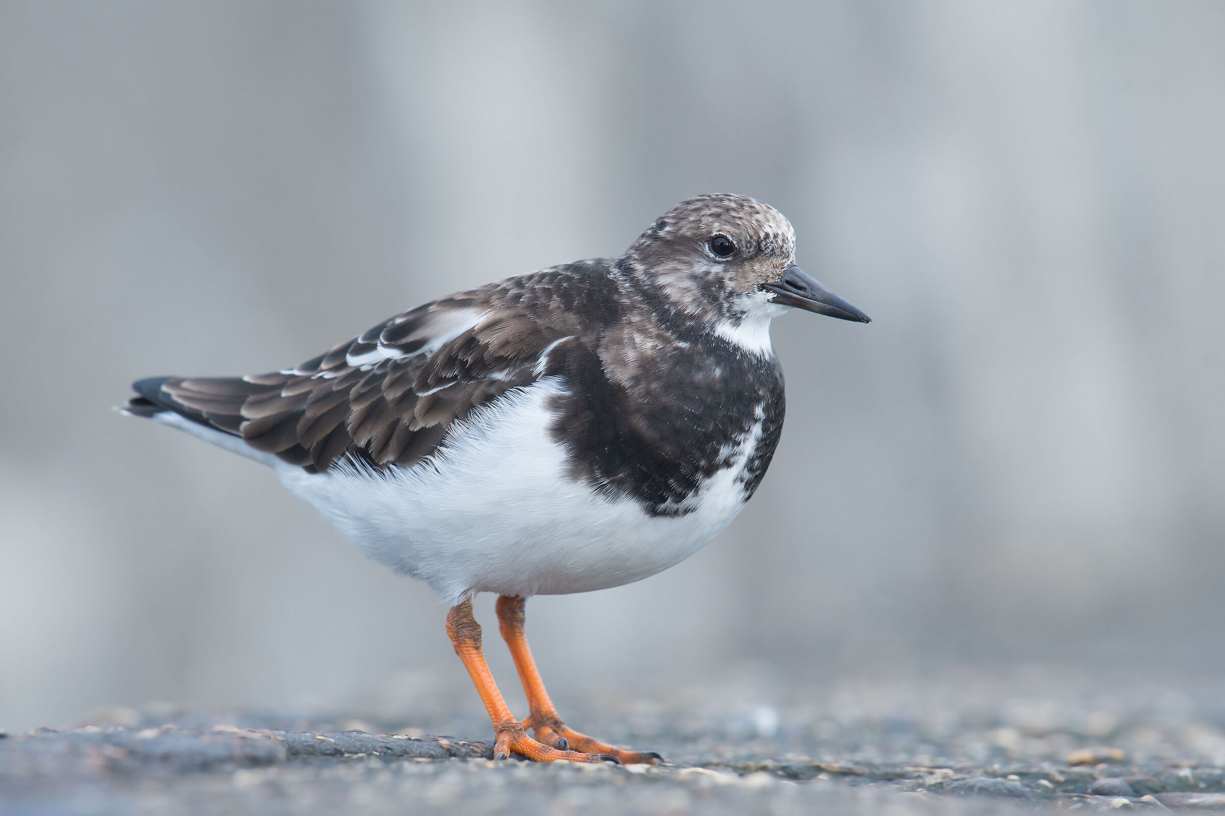 Turnstone