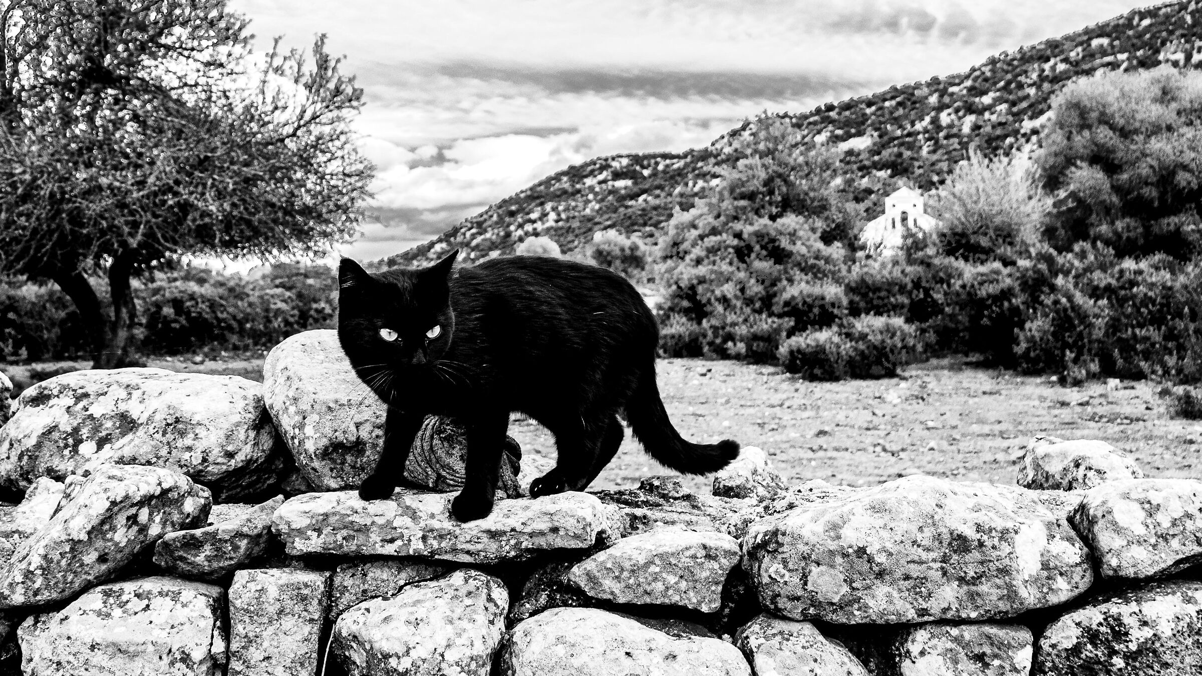 Gatto nero al Golgo. Sardegna