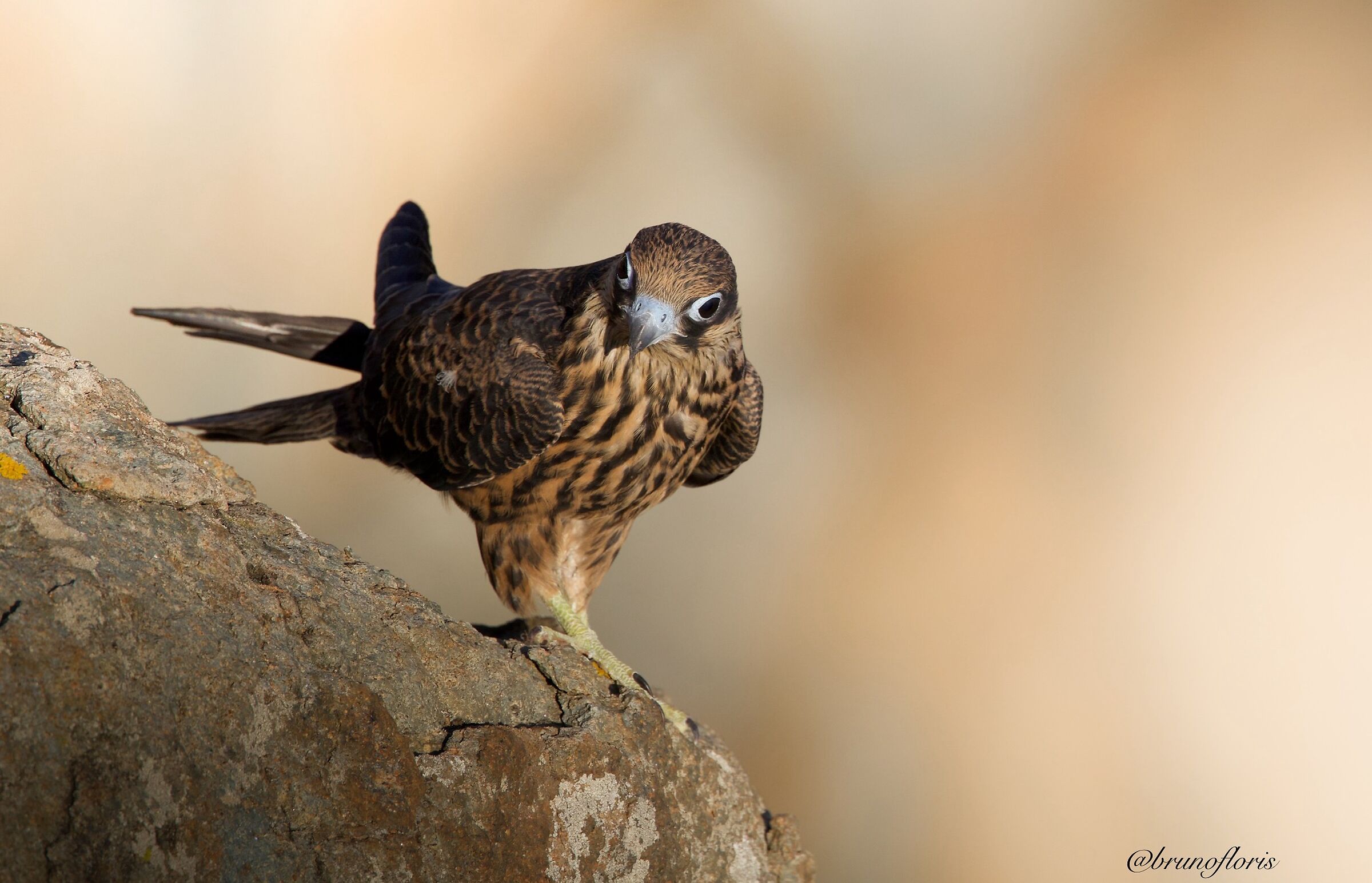 Falco eleonorae juv