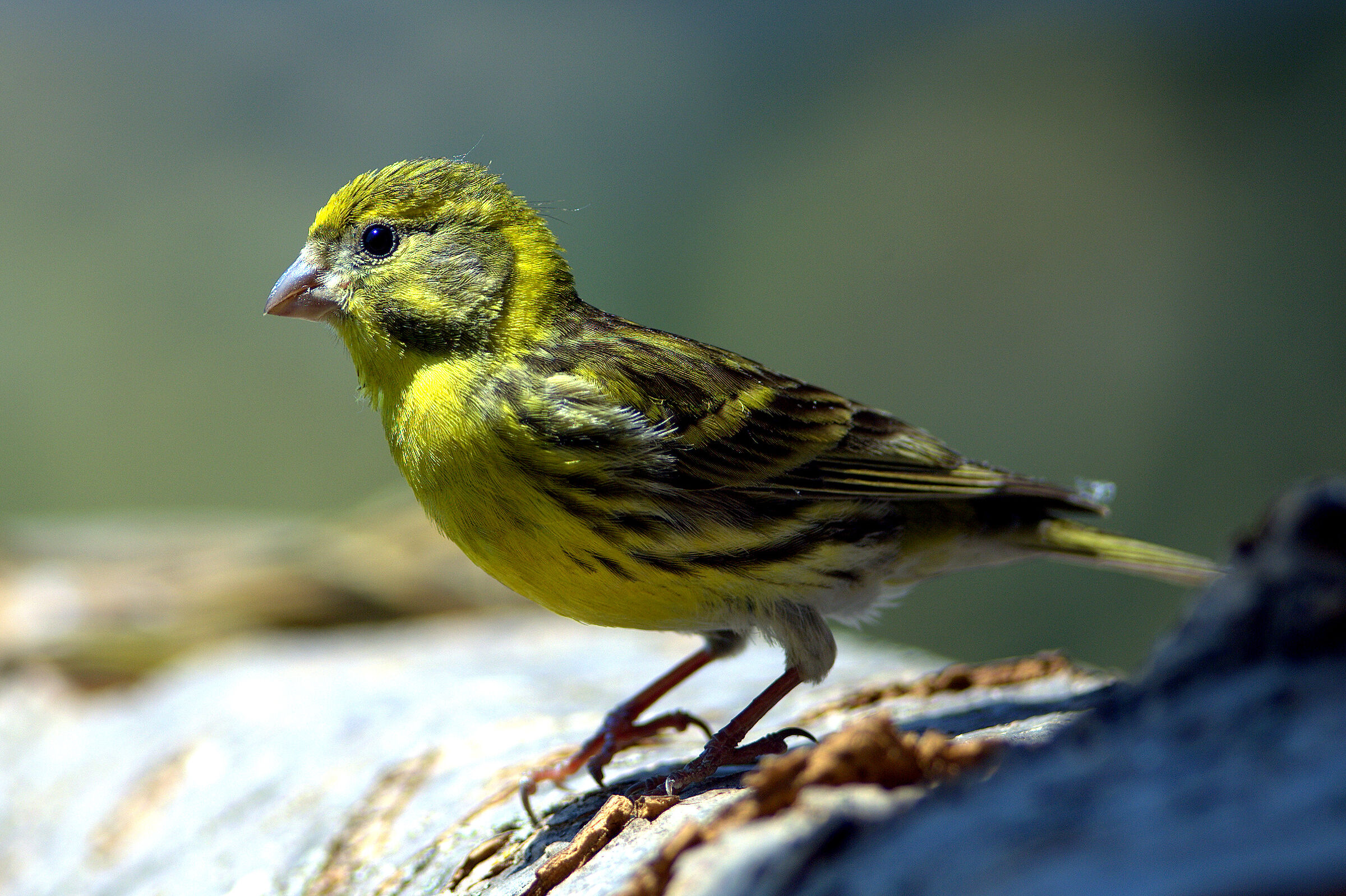 Verzellino (Serinus serinus)