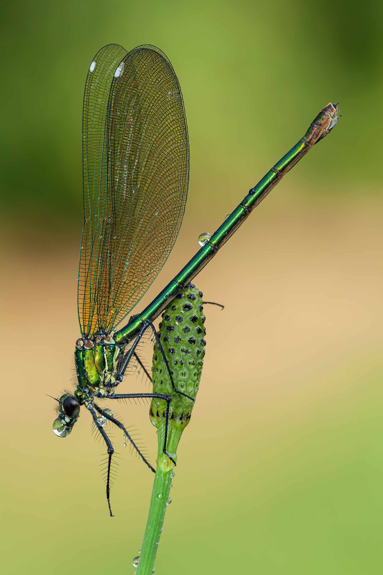 Calopteryx splendens