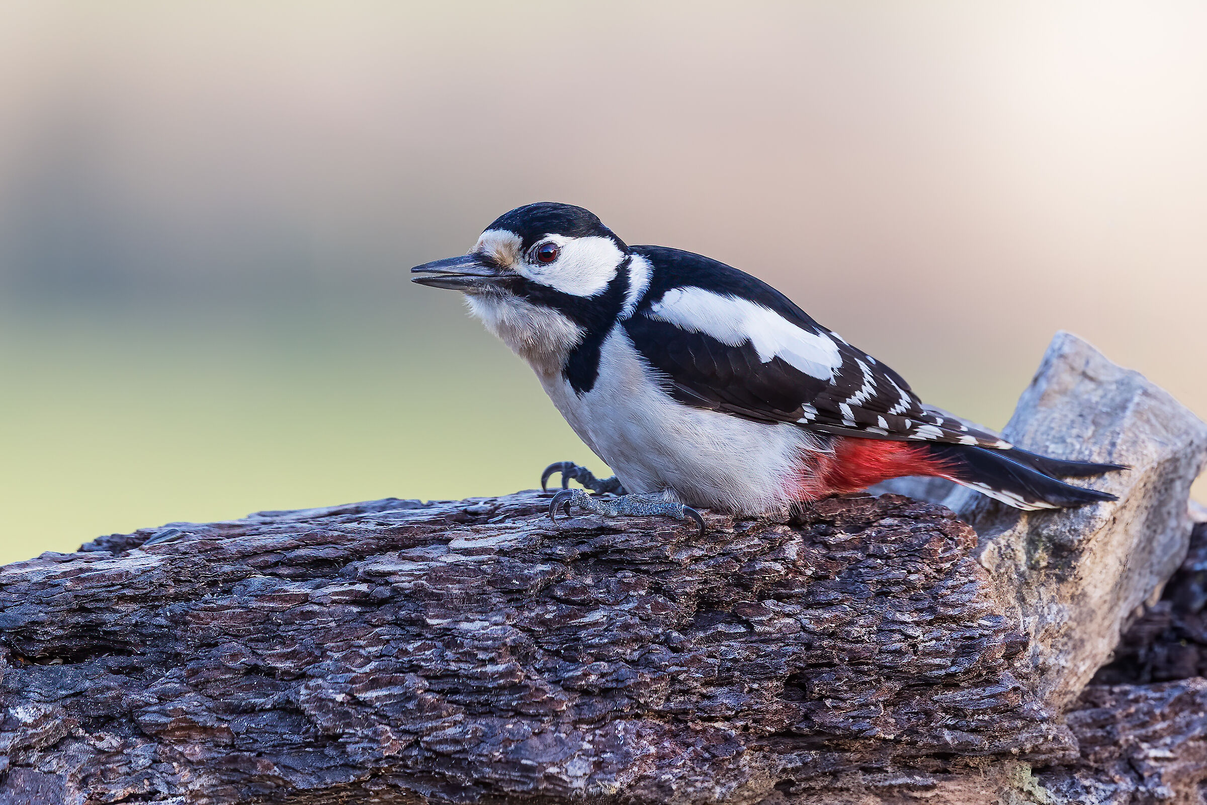 Spotted woodpecker