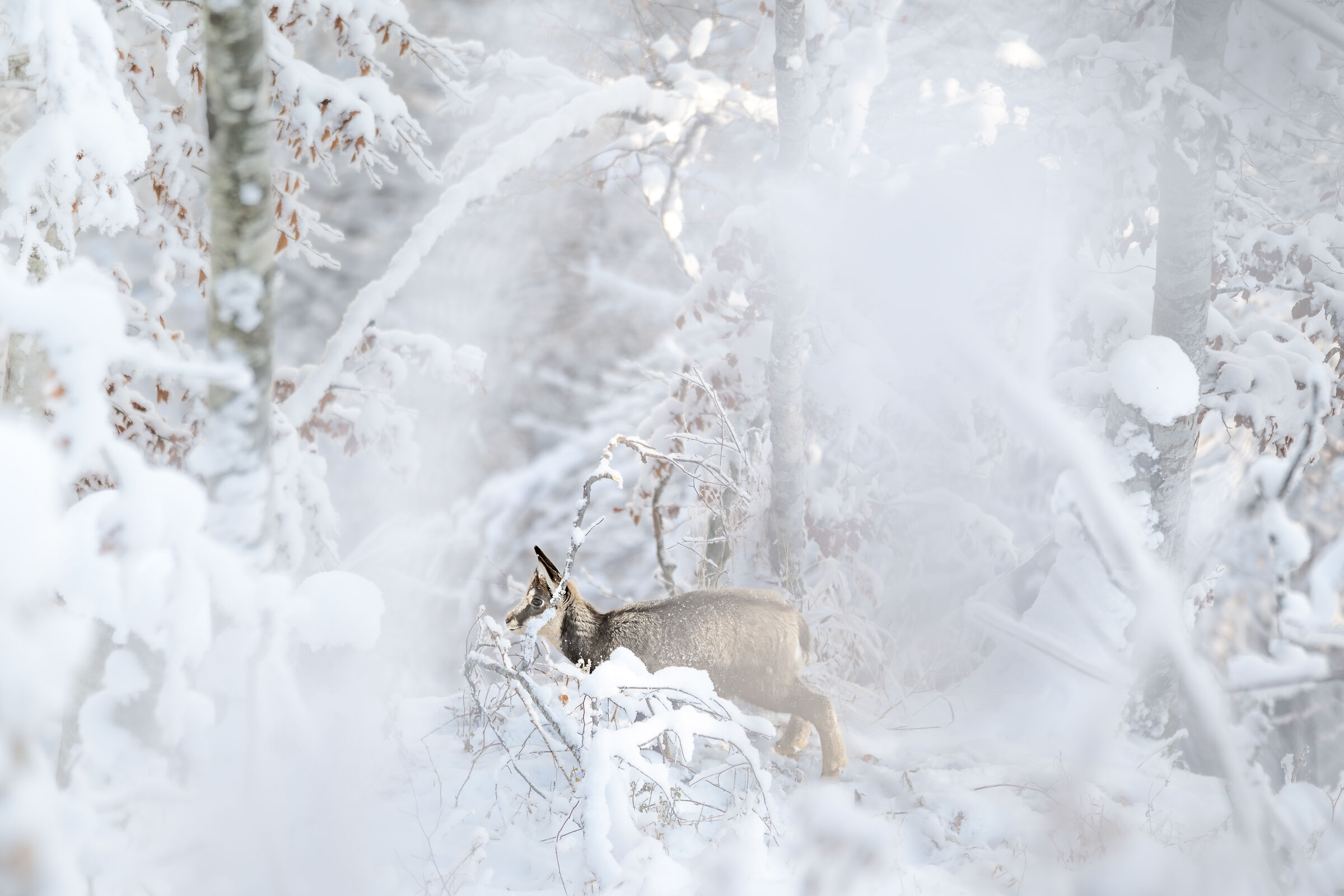 First winter