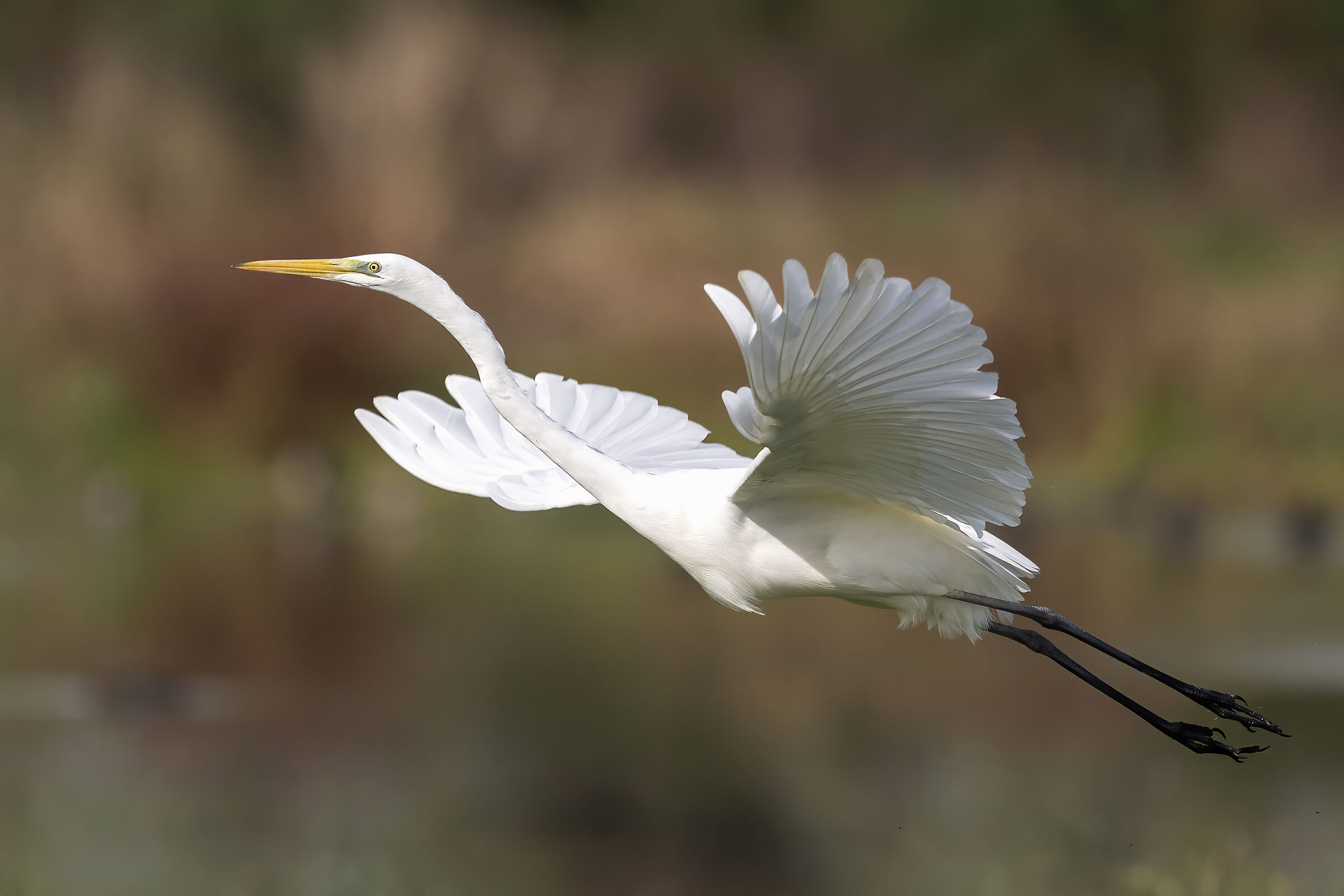 airone bianco maggiore