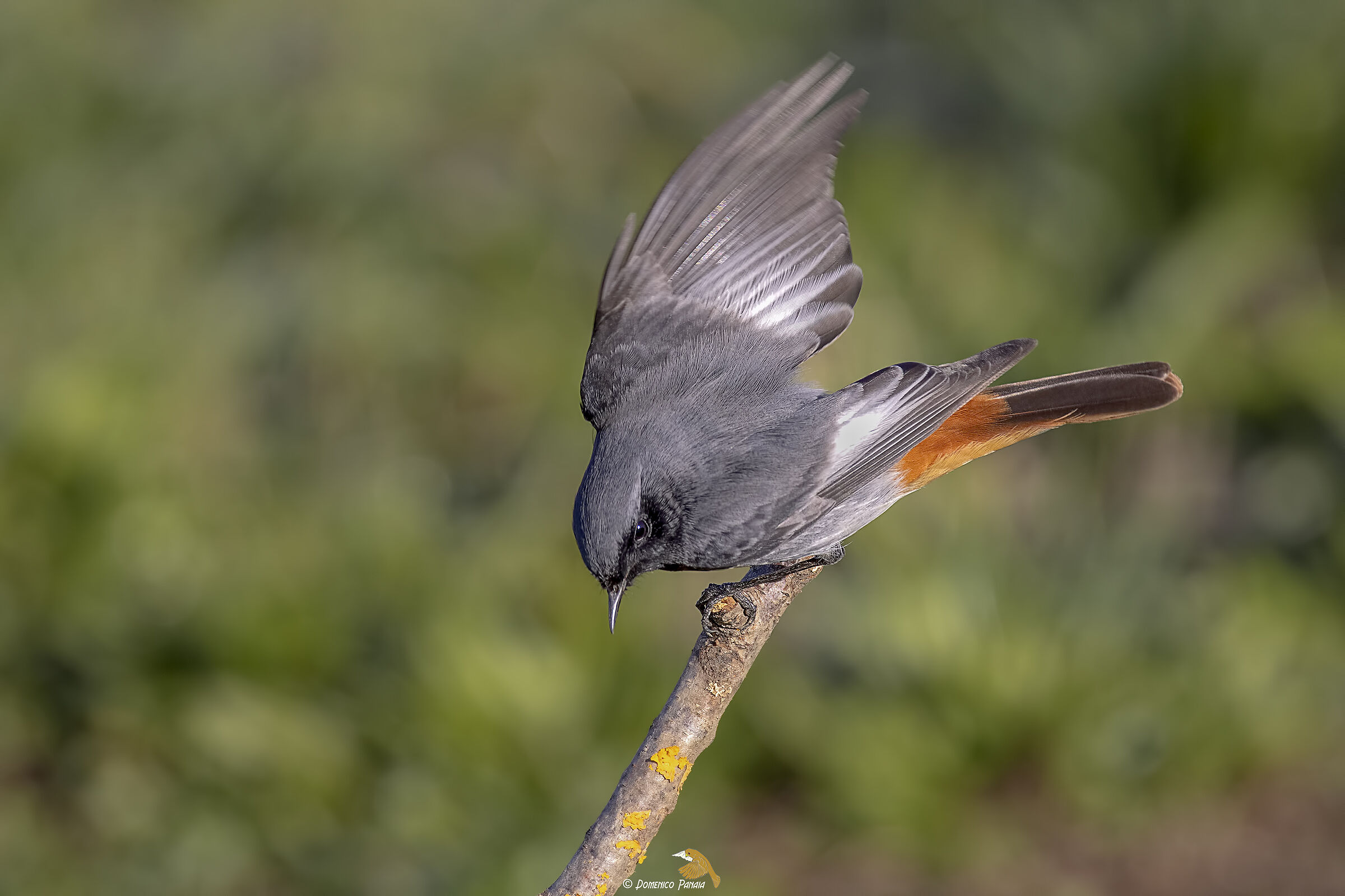 codirosso spazzacamino