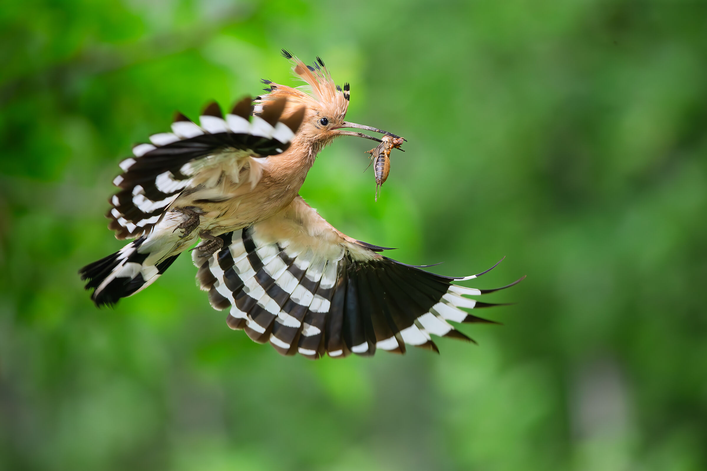 Hoopoe