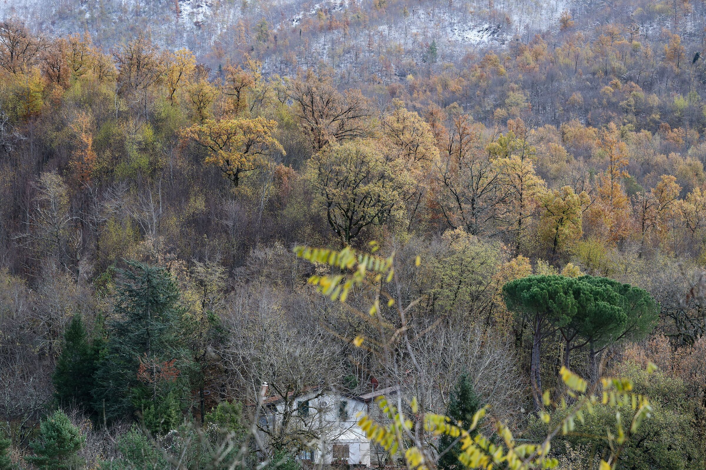 La casina nel bosco