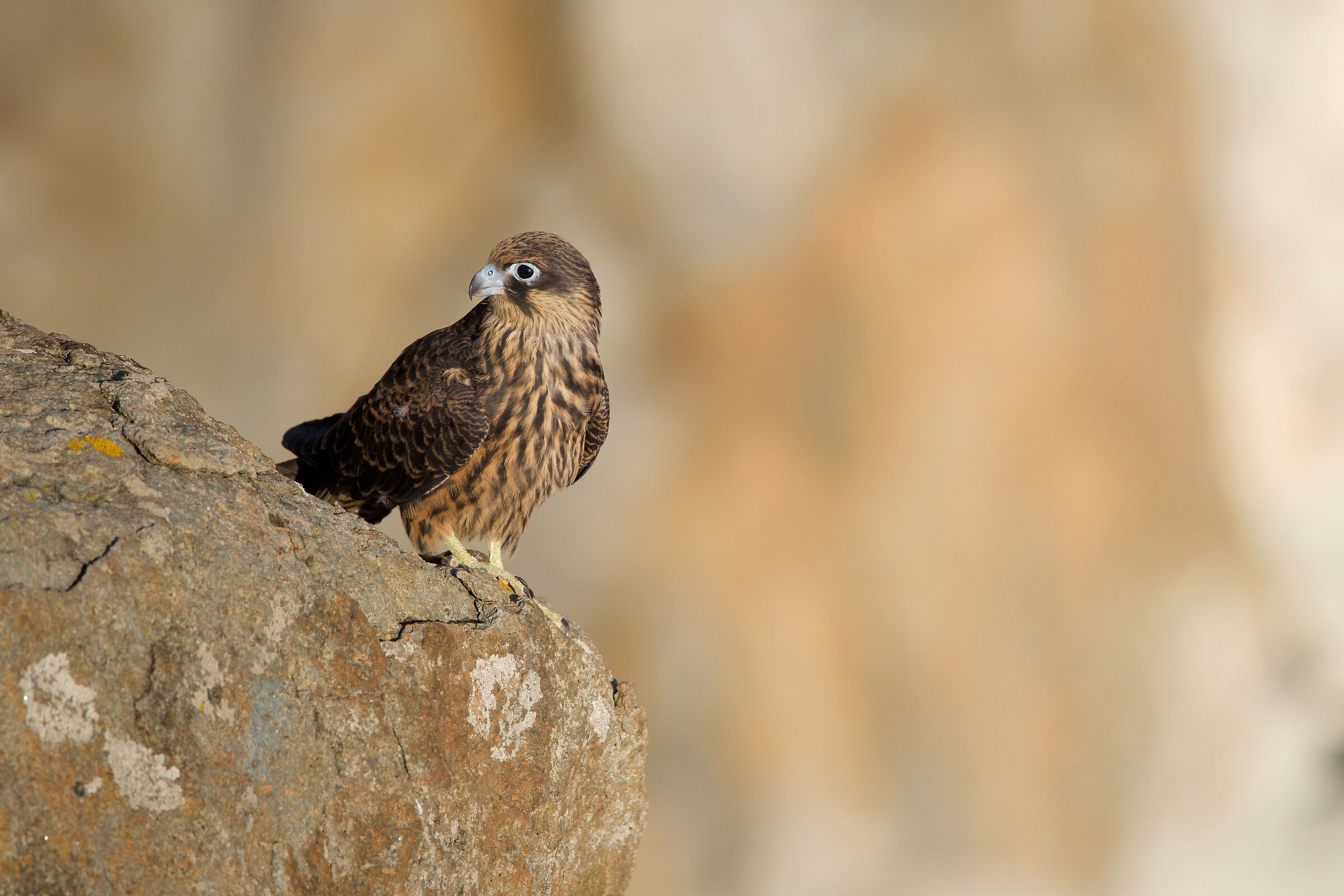Falco della regina juv